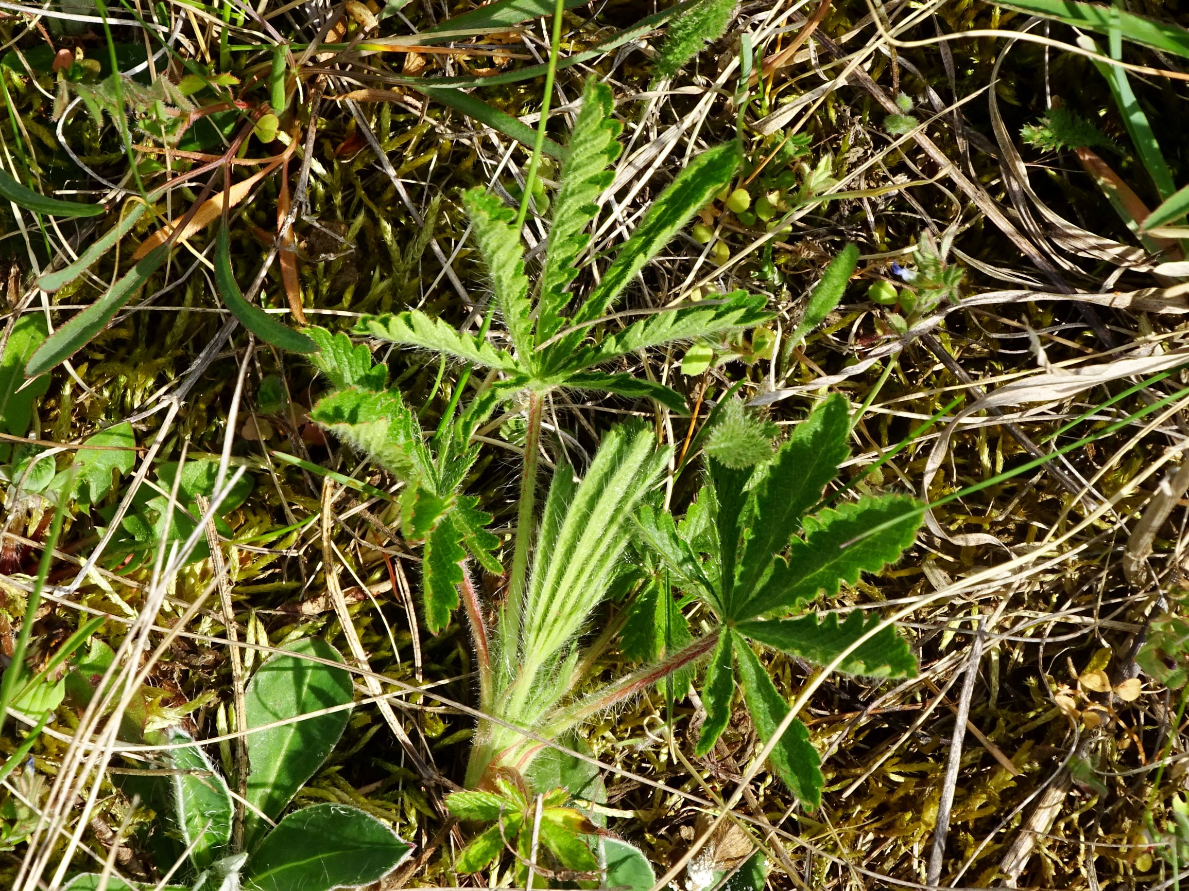 DSC07537 prellenkirchen potentilla recta.JPG