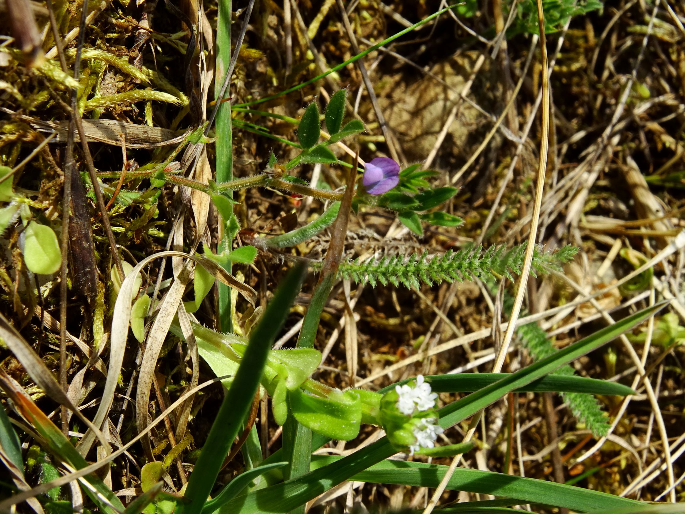 DSC07539 prellenkirchen vicia lathyroides.JPG