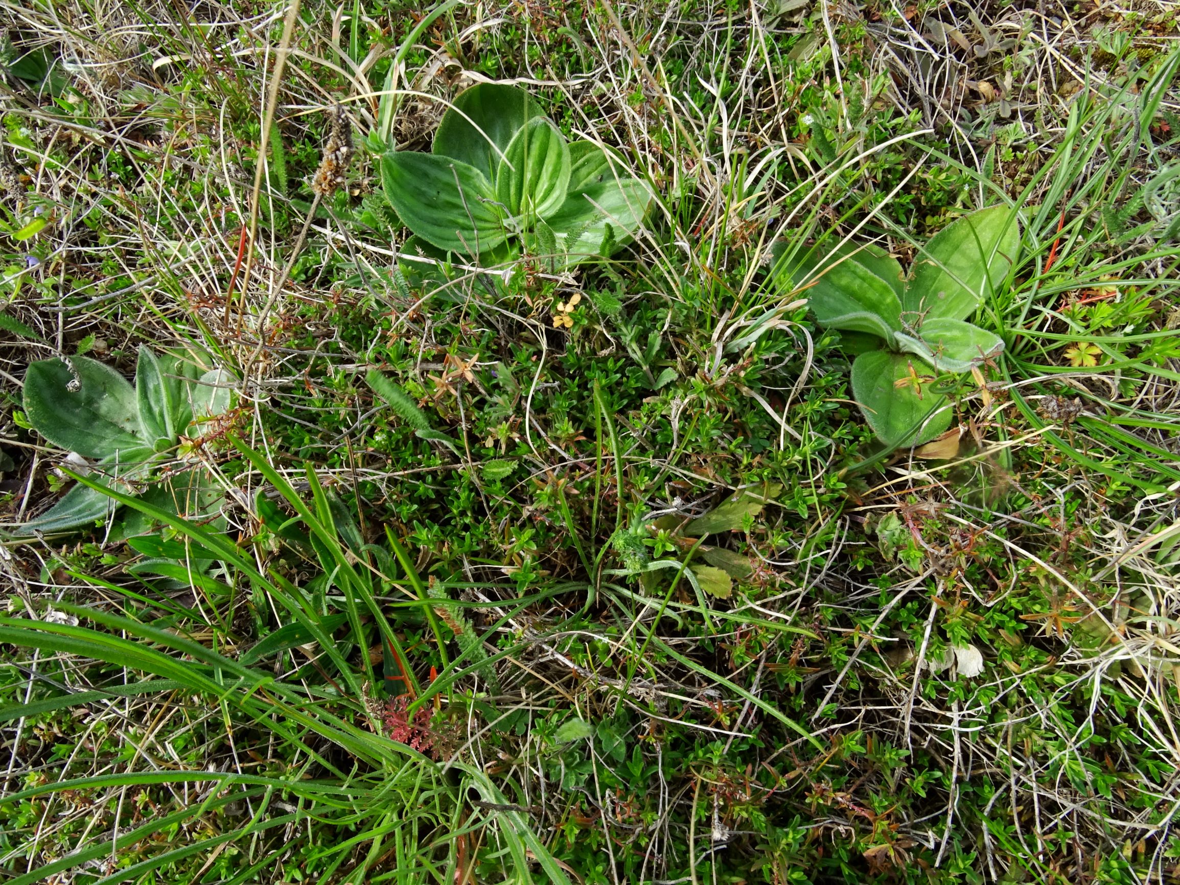 DSC07553 prellenkirchen thymus pannonicus agg., plantago media.JPG