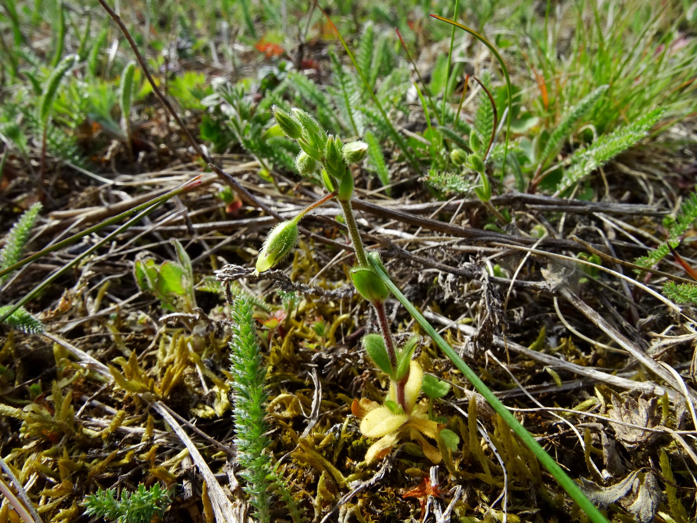 DSC07556 prellenkirchen cerastium cf. pumilum agg..JPG