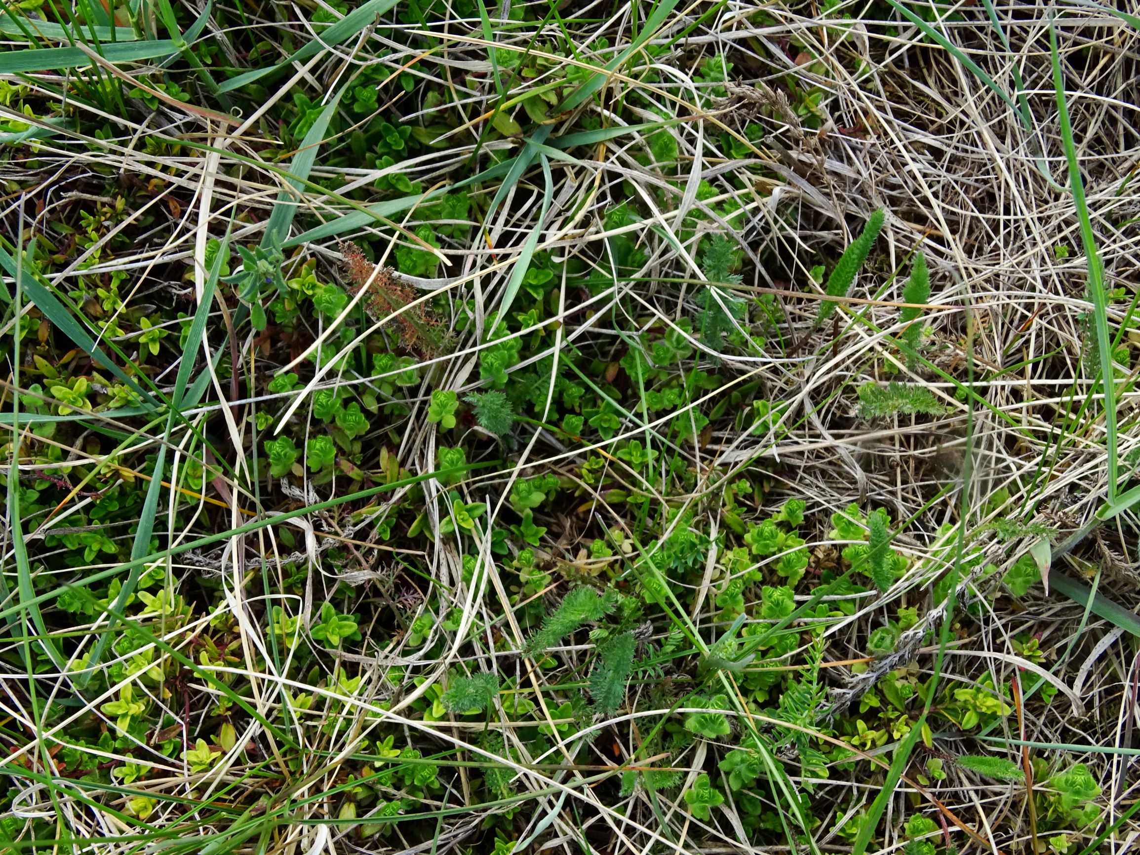 DSC07565 prellenkirchen thymus pannonicus agg., cruciata pedemontana.JPG