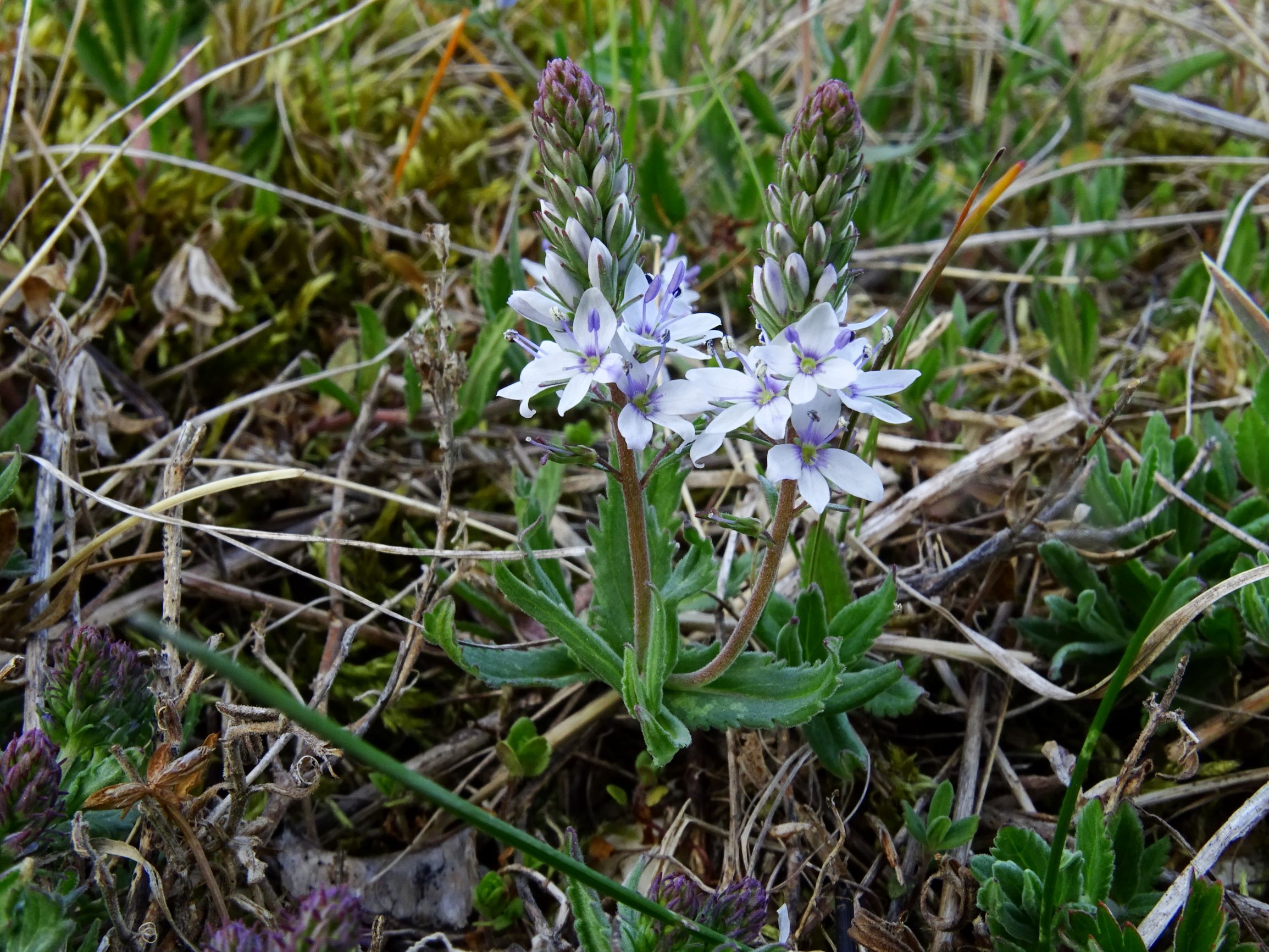 DSC07573 prellenkirchen veronica prostrata weißlich.JPG