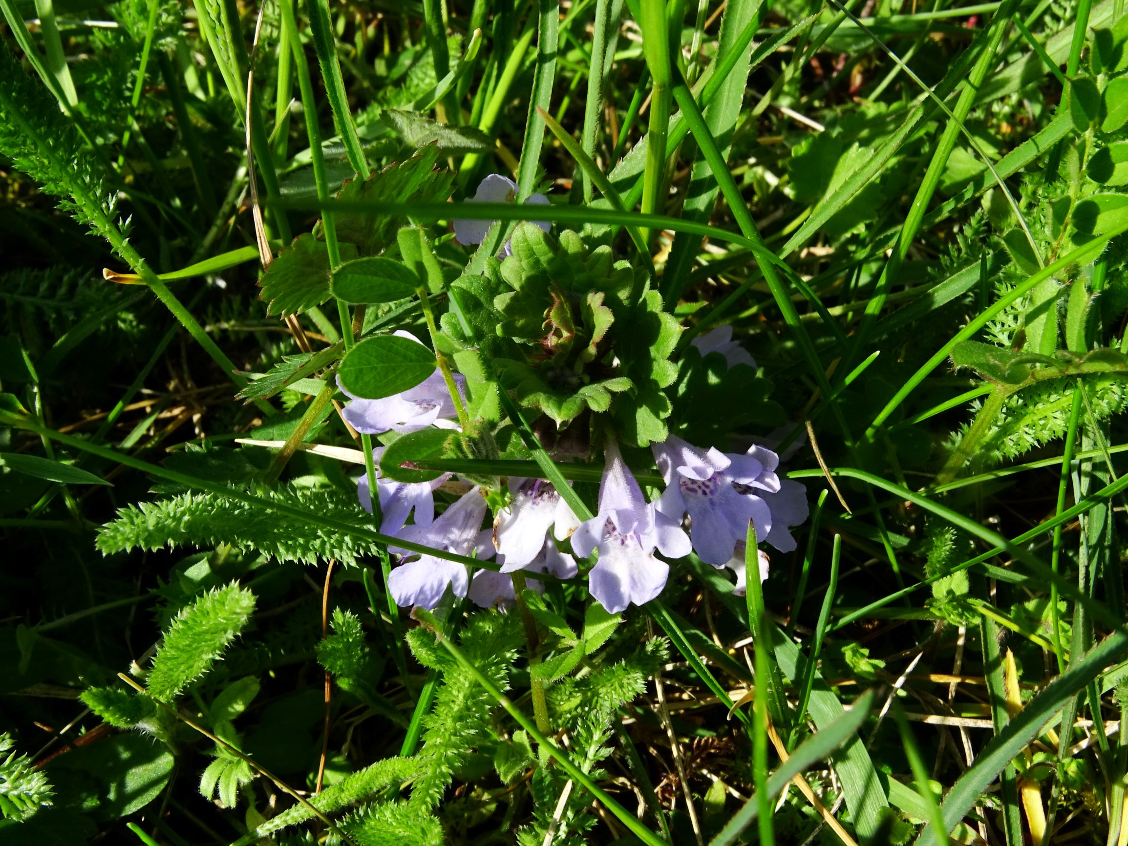 DSC07586 prellenkirchen glechoma hederacea hell.JPG