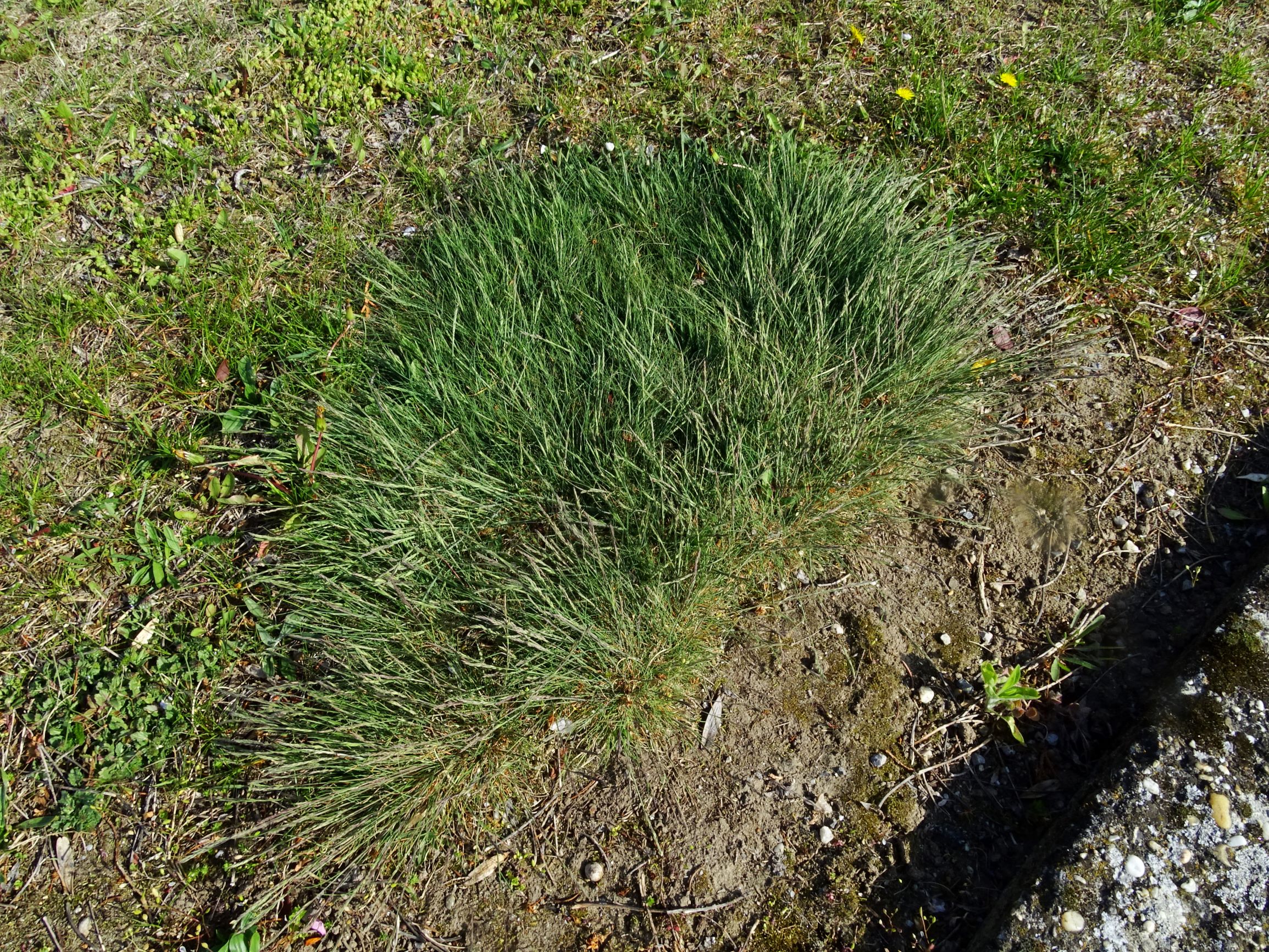 DSC07596 prellenkirchen cf. festuca valesiaca.JPG