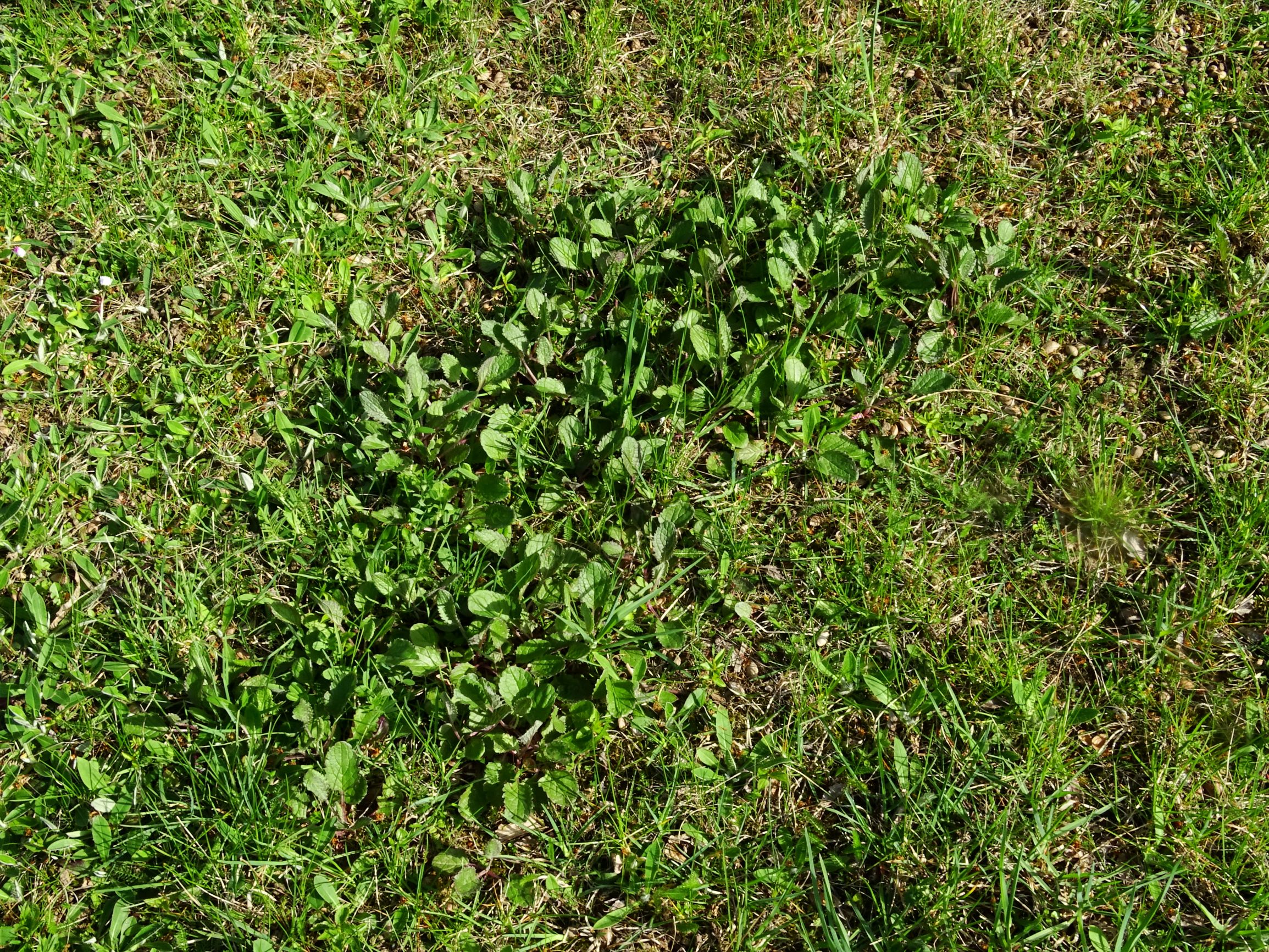 DSC07600 prellenkirchen (cf.) senecio jacobaea.JPG