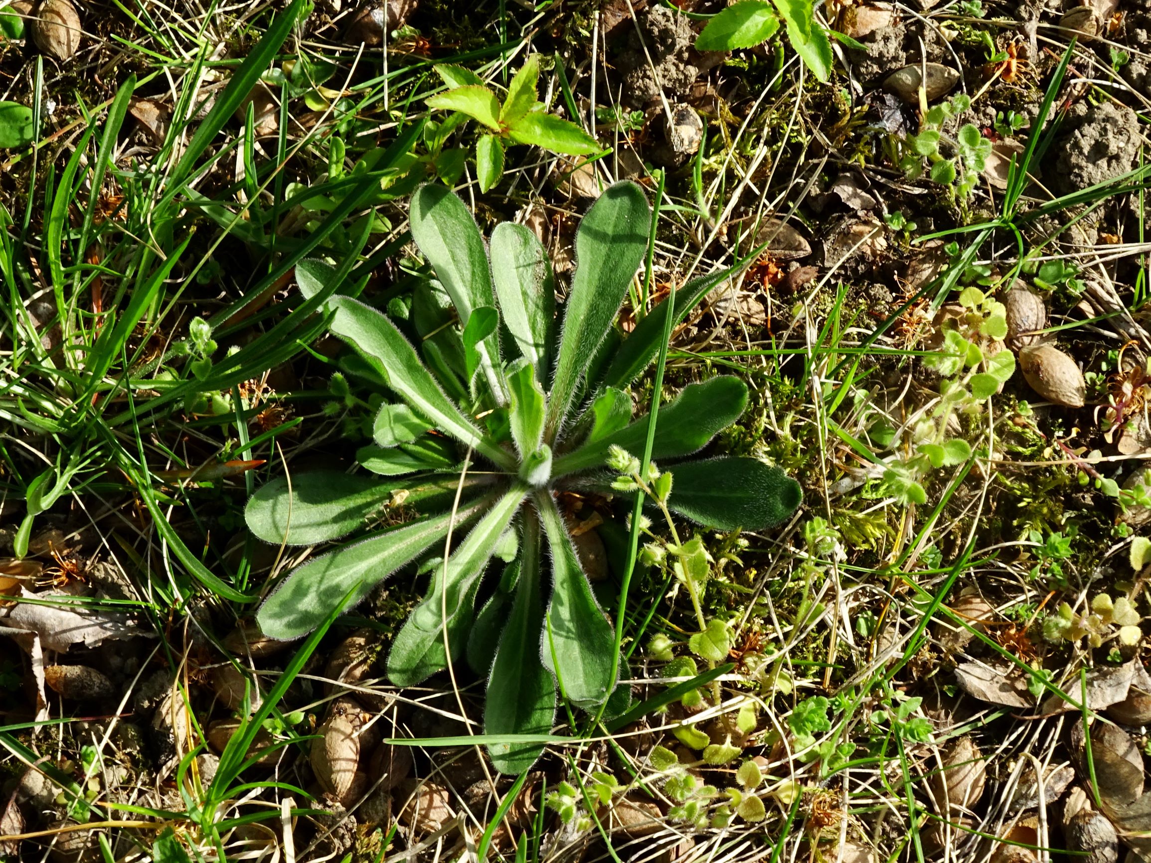 DSC07602 prellenkirchen cf. erigeron acris.JPG