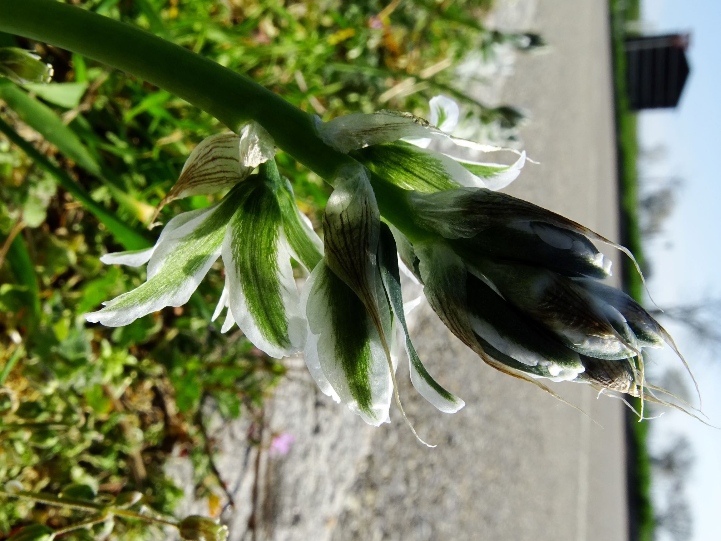 DSC06468-kopie.JPG