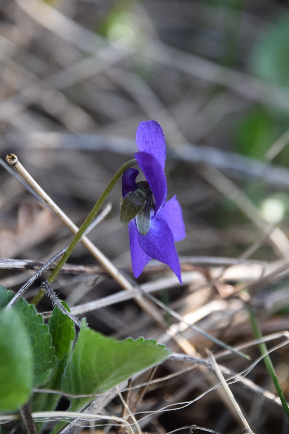Kaltenleutgeben-12042020-(37) - cf - Viola odorata.JPG