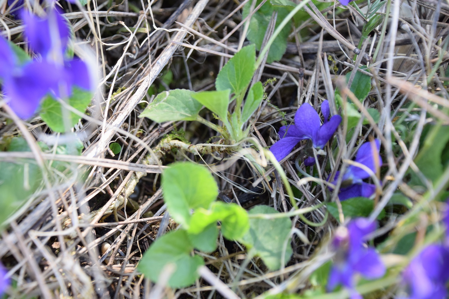 Kaltenleutgeben-12042020-(39) - cf - Viola odorata.JPG