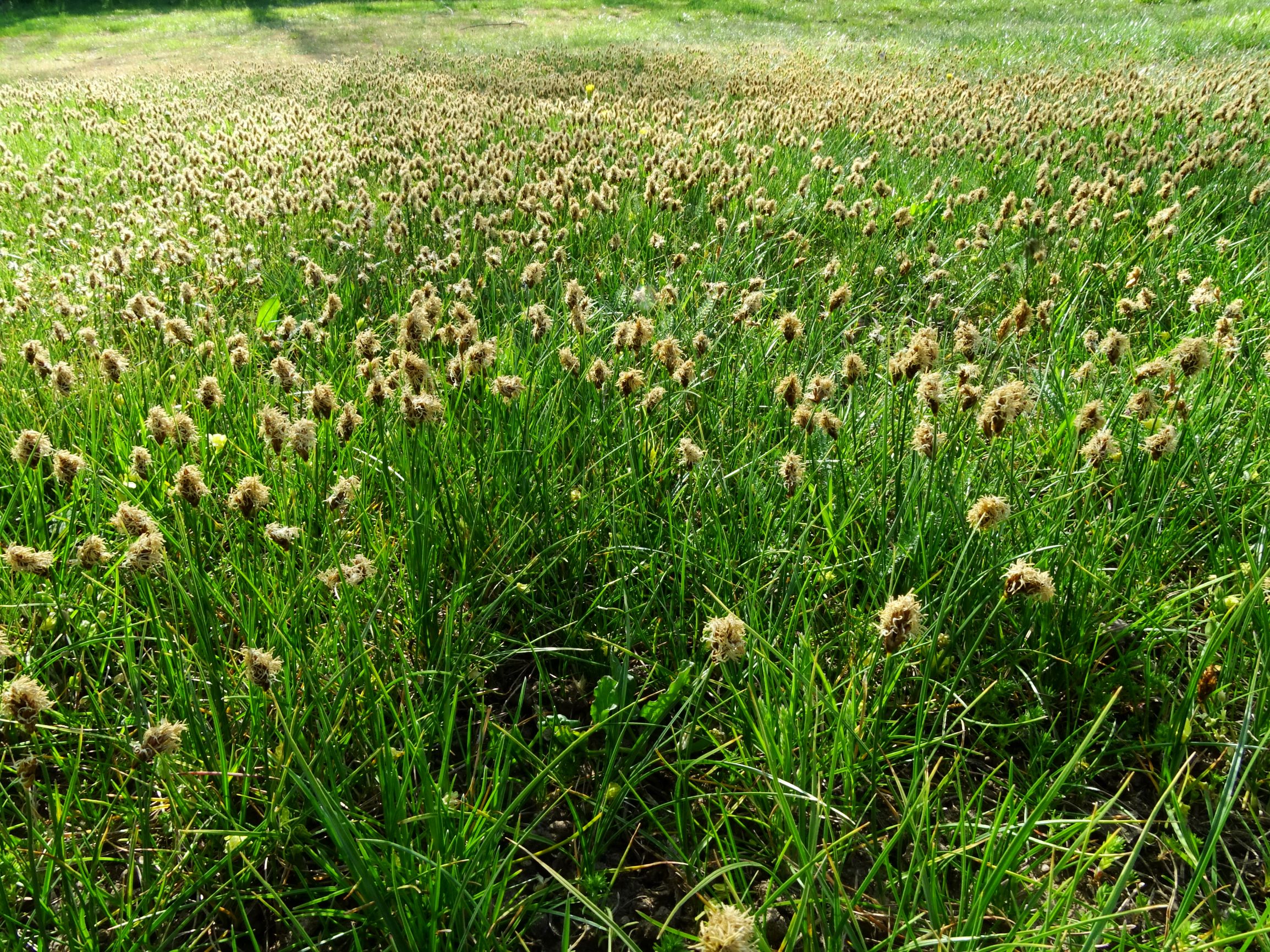 DSC07866 carex stenophylla prellenkirchen-sw.JPG