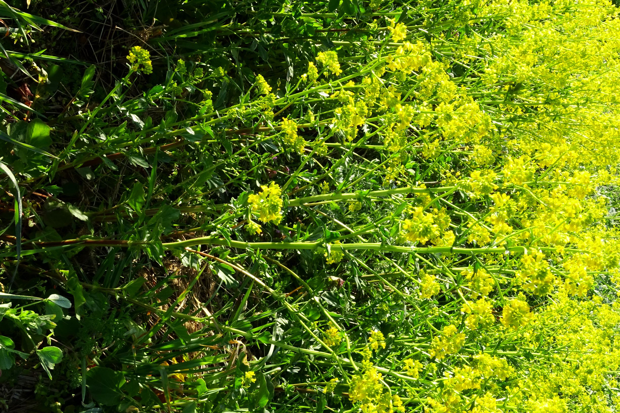 DSC07656 barbarea cf. vulgaris o prellenkirchen.JPG