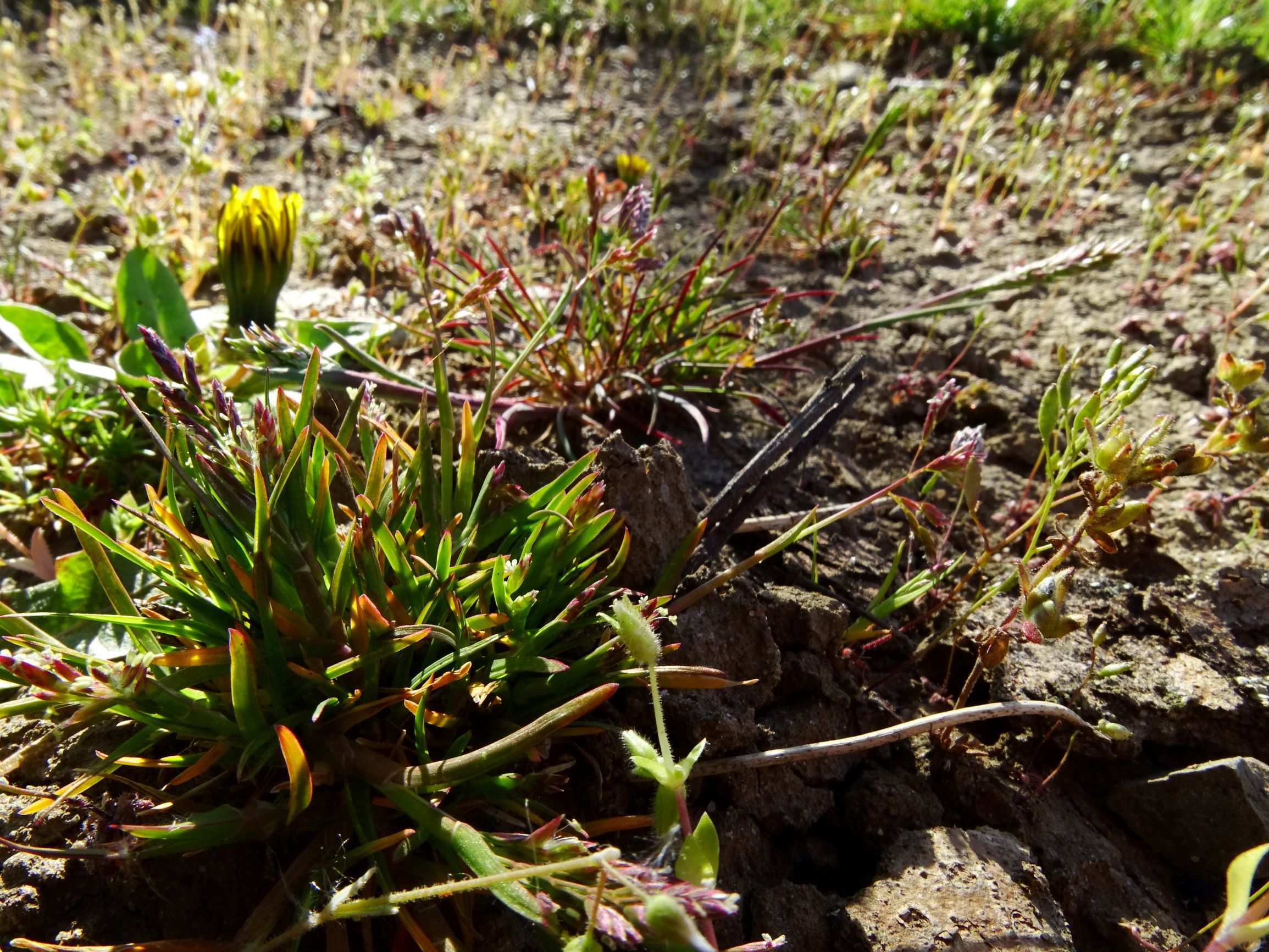 DSC07716 prellenkirchen poa annua+bulbosa.JPG