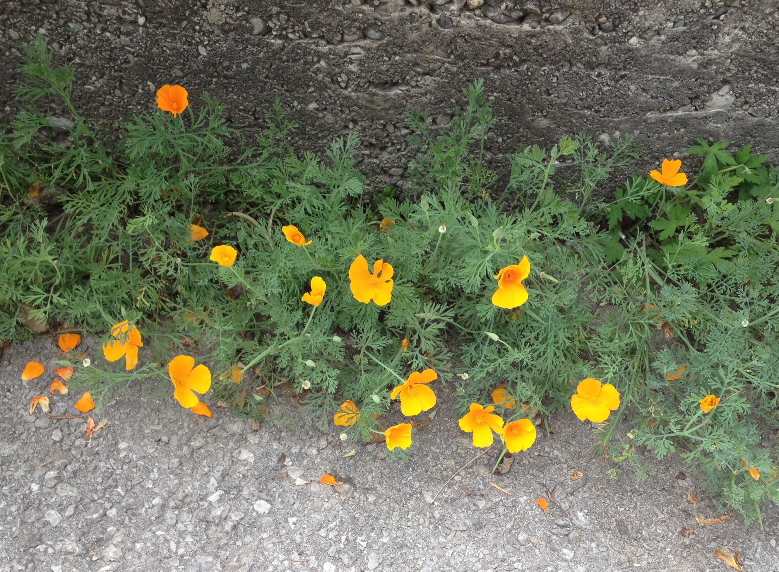 Eschscholzia_californica_Debant1.jpg