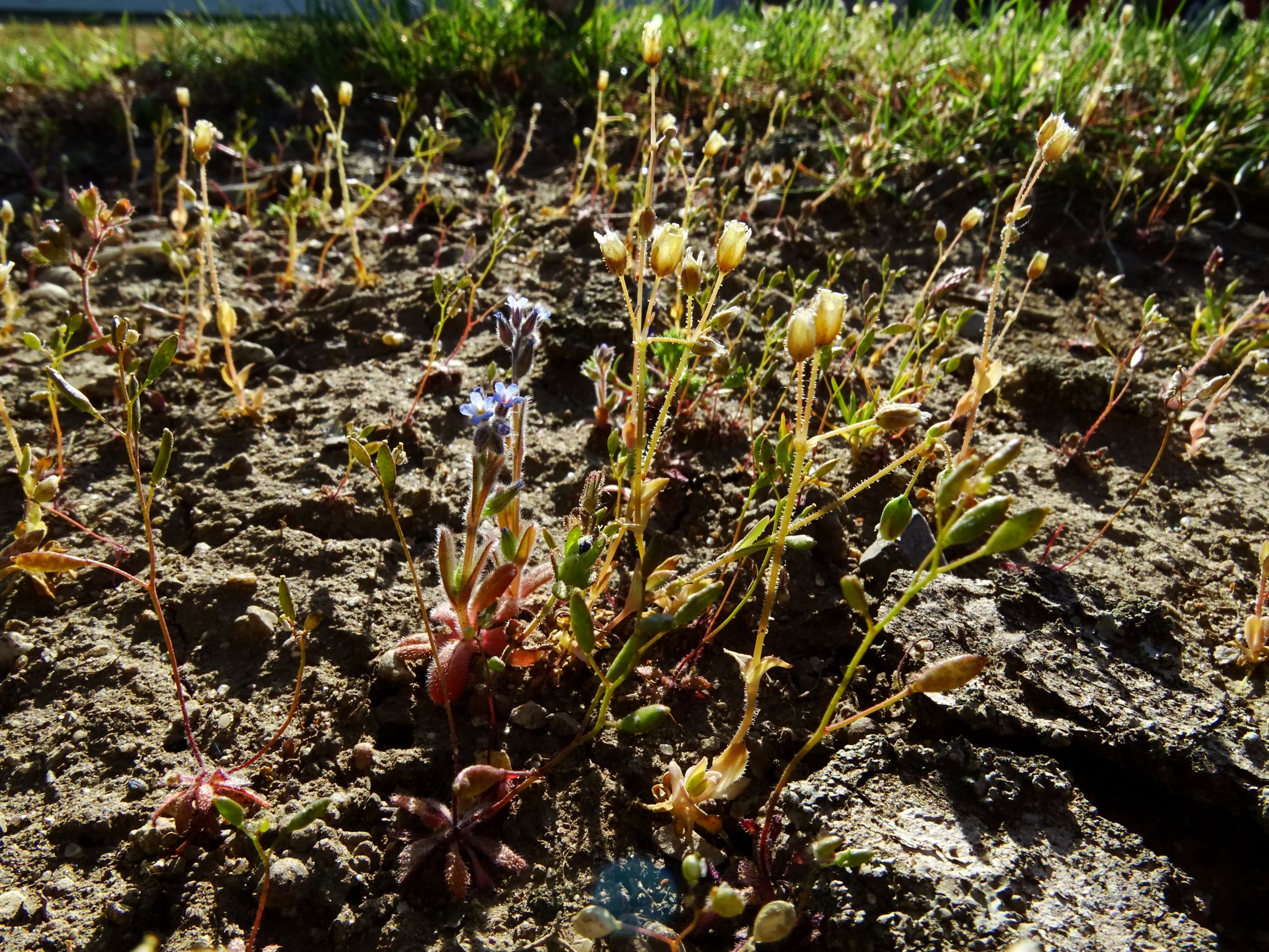 DSC07717 prellenkirchen myosotis stricta, draba verna agg..JPG