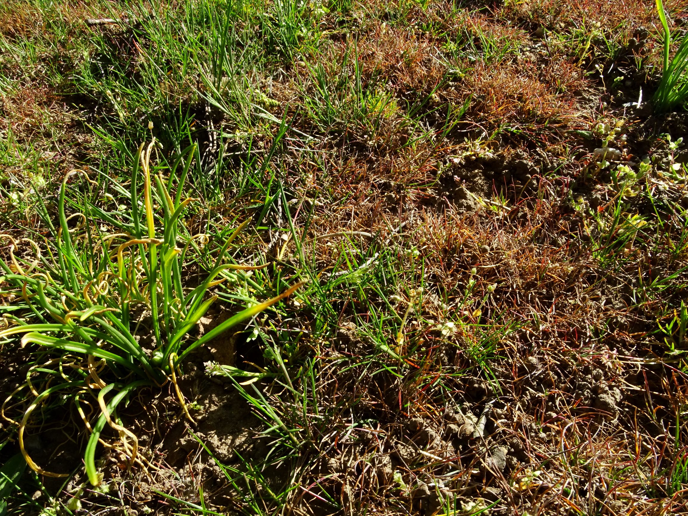 DSC07726 prellenkirchen poa bulbosa, ornithogalum umbellatum.JPG