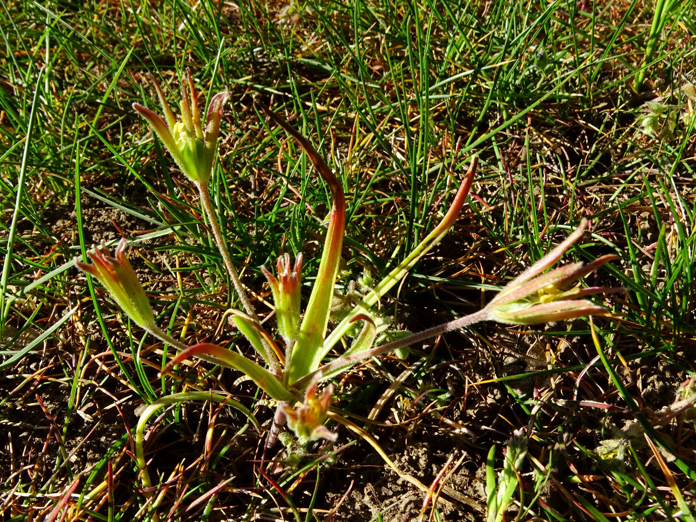 DSC07732 prellenkirchen gagea villosa.JPG