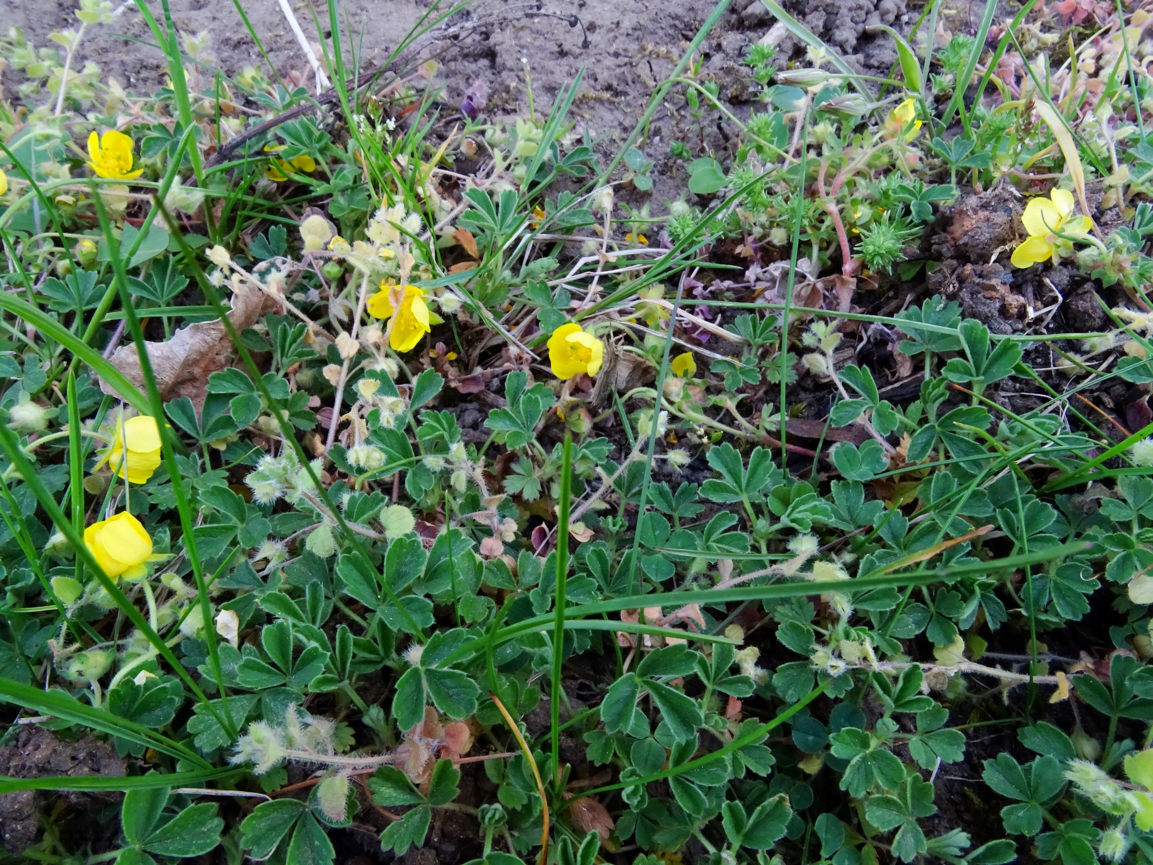 DSC07759 prellenkirchen potentilla incana.JPG