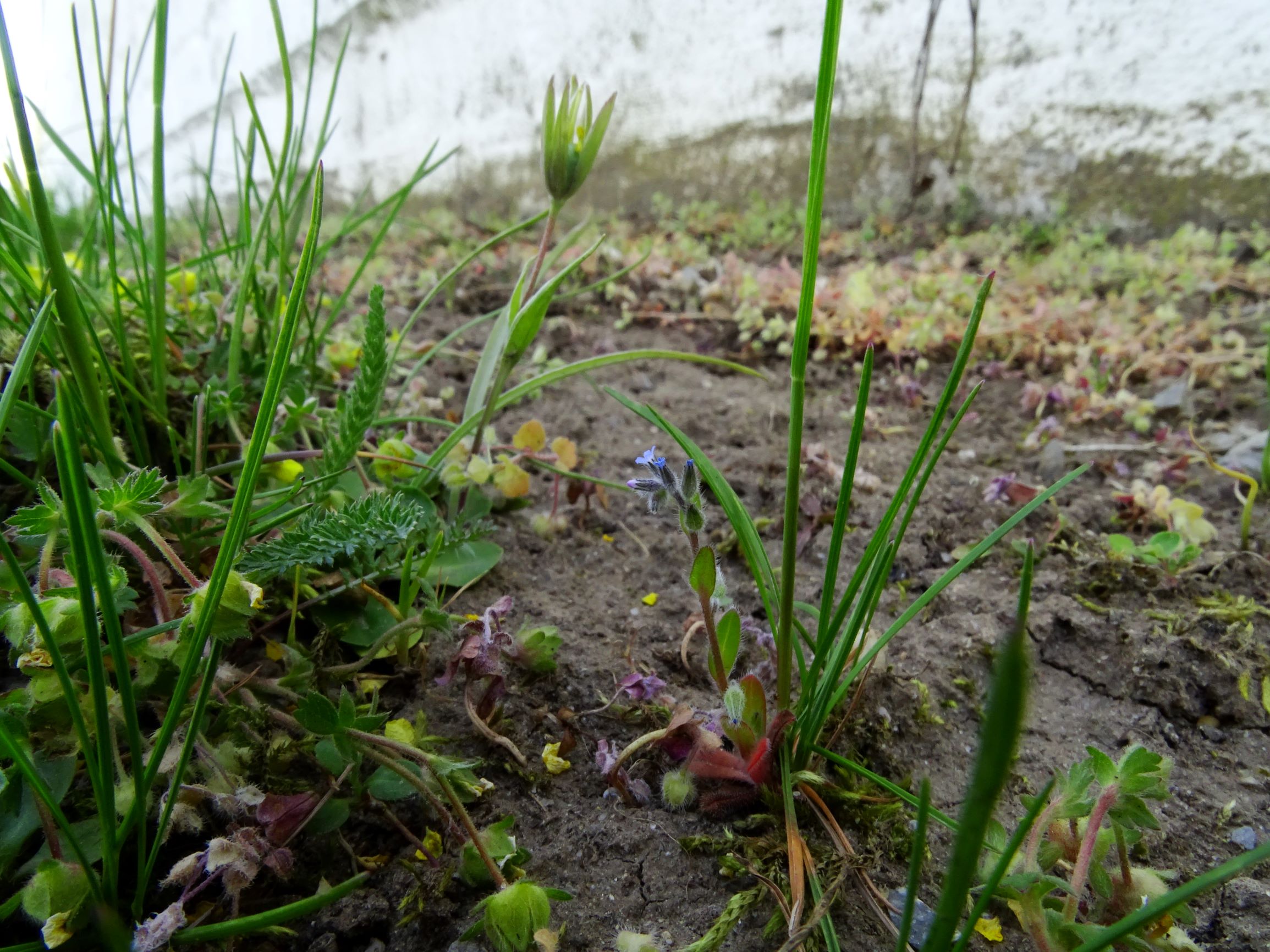 DSC07760 prellenkirchen myosotis stricta.JPG