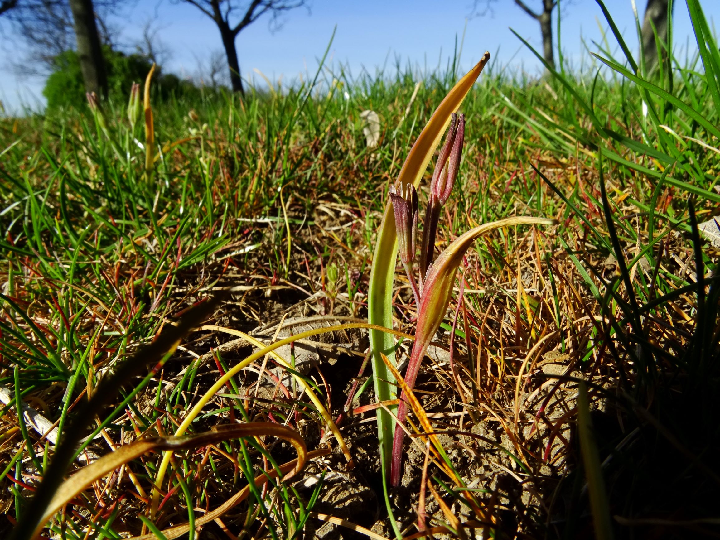 DSC07772 prellenkirchen gagea pratensis transversalis, poa bulbosa.JPG