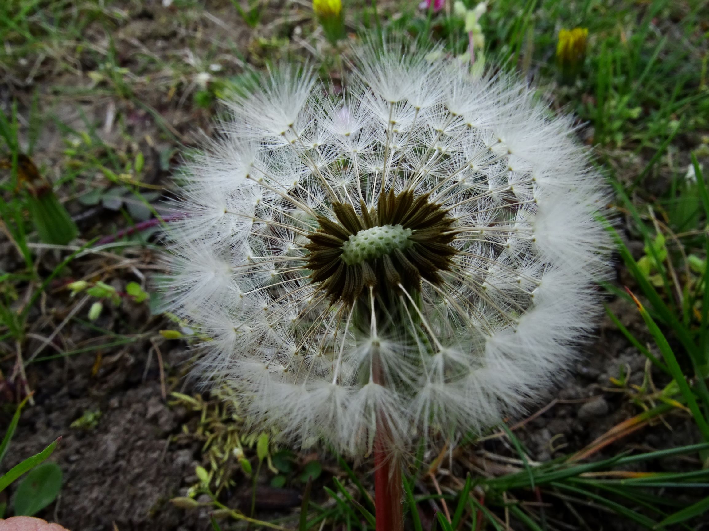 DSC07781 prellenkirchen taraxacum sp..JPG