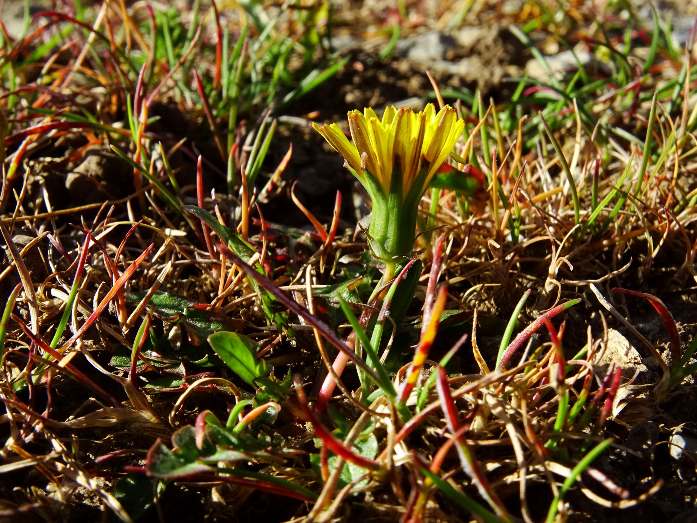 DSC07791 prellenkirchen taraxacum laevigatum agg..JPG