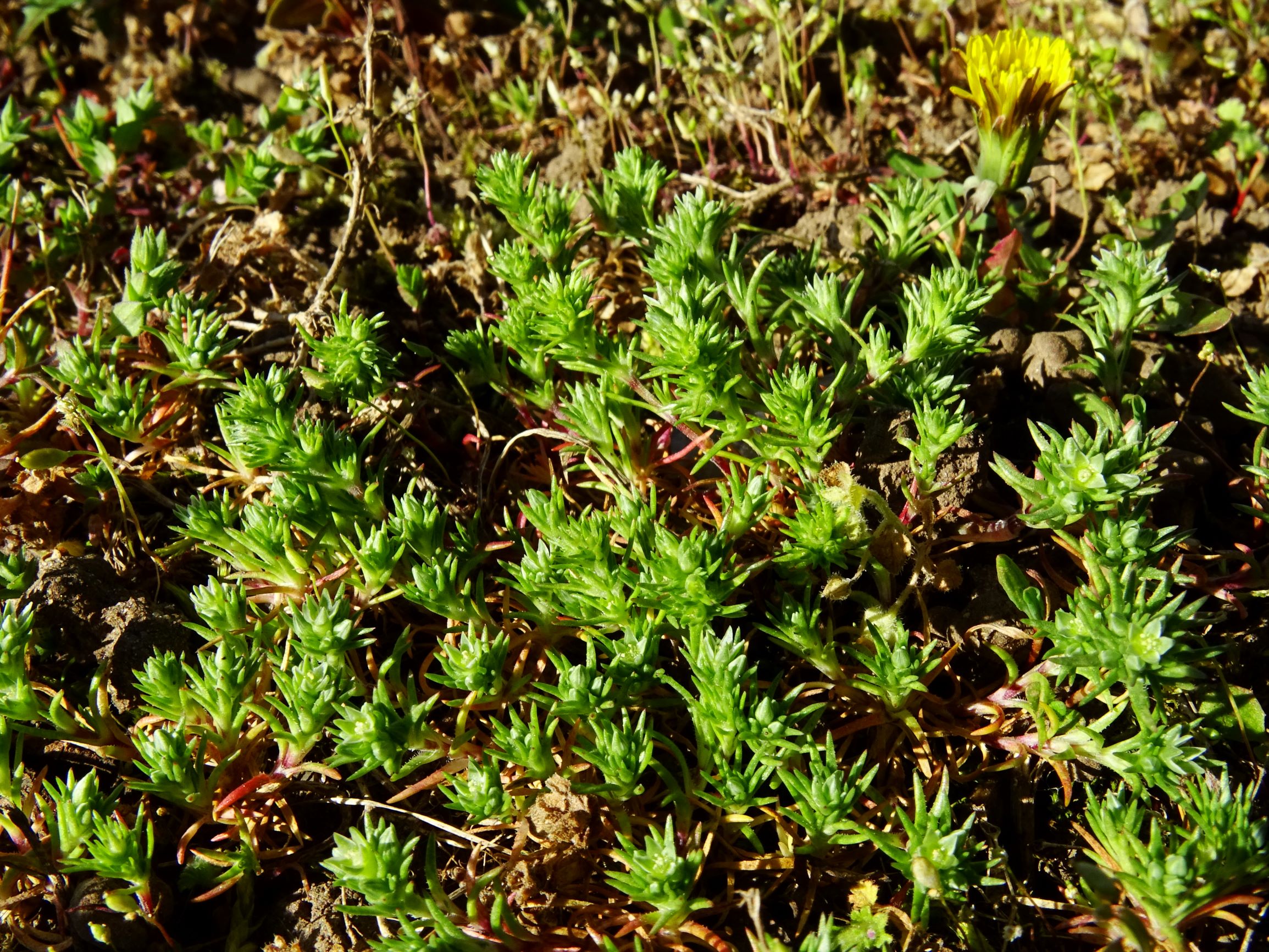 DSC07802 prellenkirchen scleranthus polycarpos.JPG