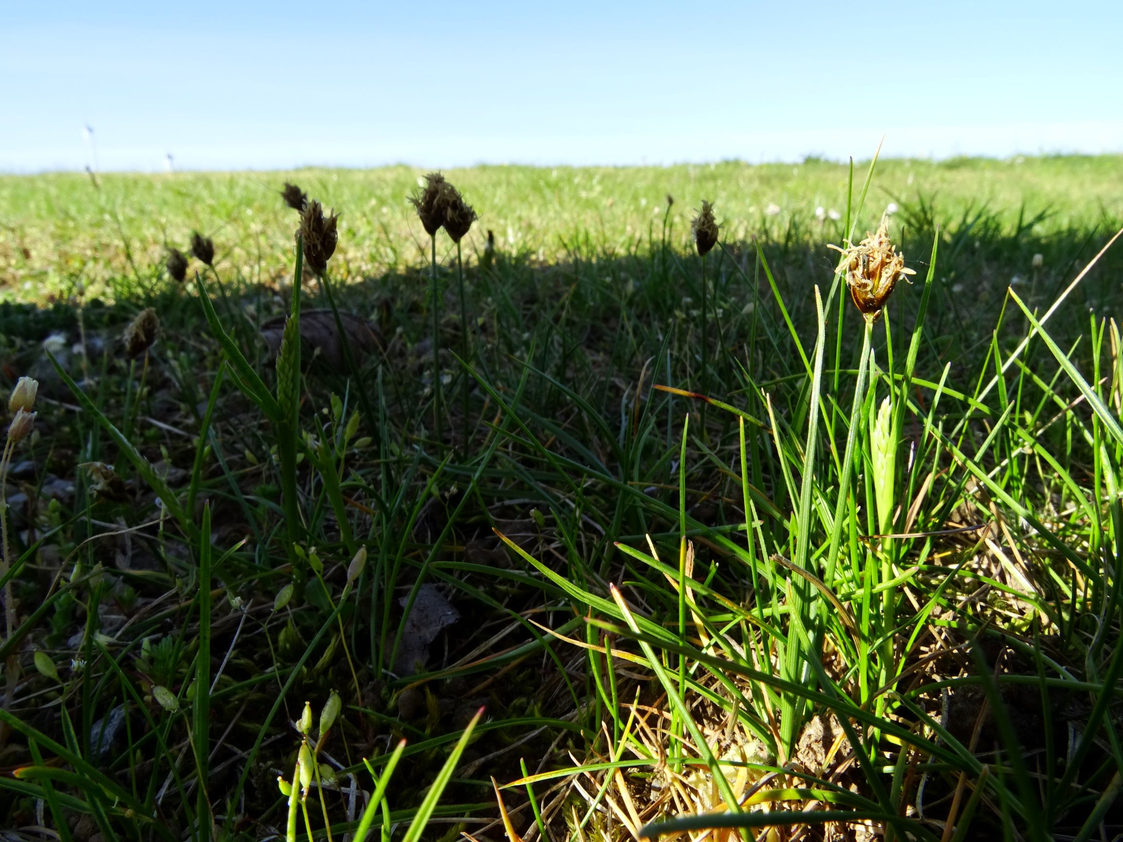 DSC07833 prellenkirchen carex stenophylla.JPG