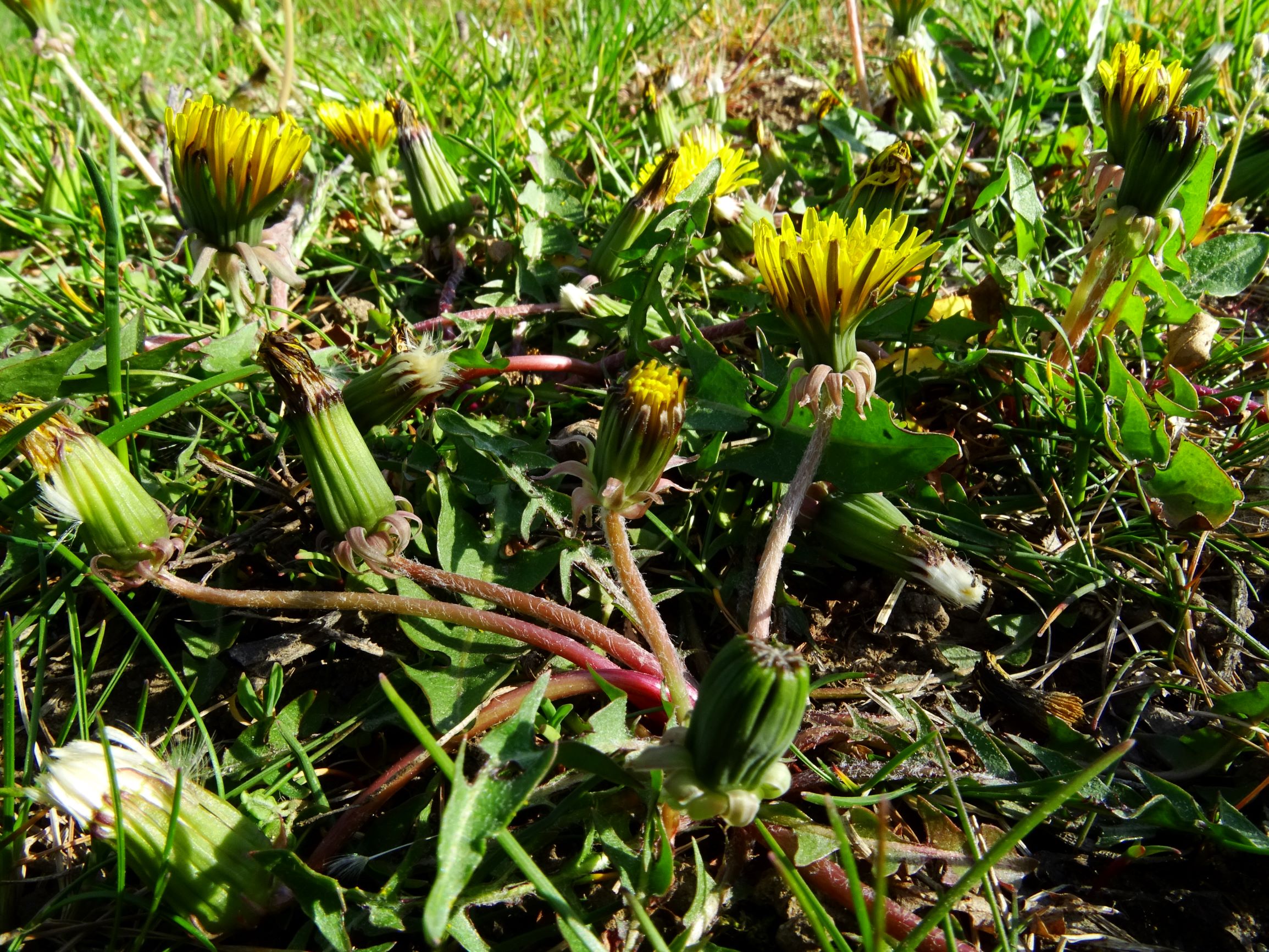 DSC07846 prellenkirchen taraxacum laevigatum agg..JPG