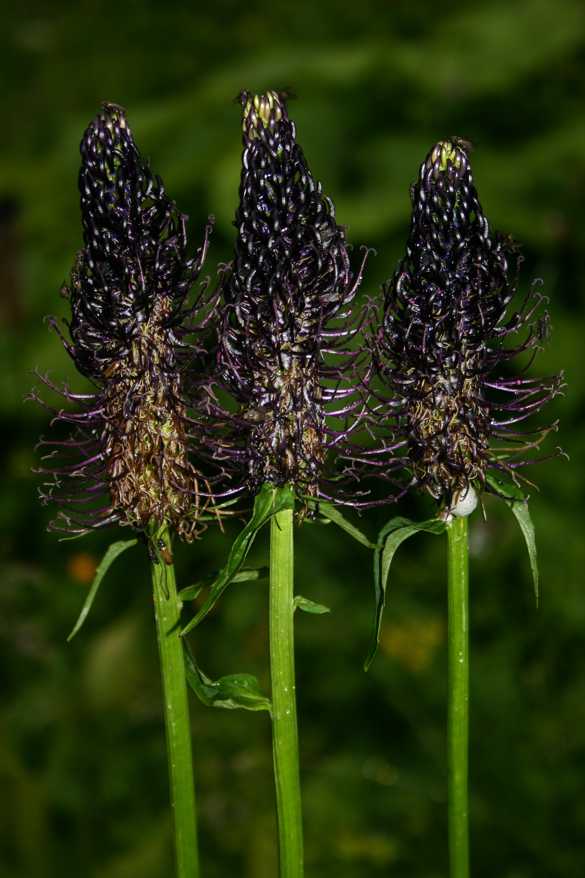 Phyteuma_ovatum_4_Umbaltal_2008_07_08.jpg