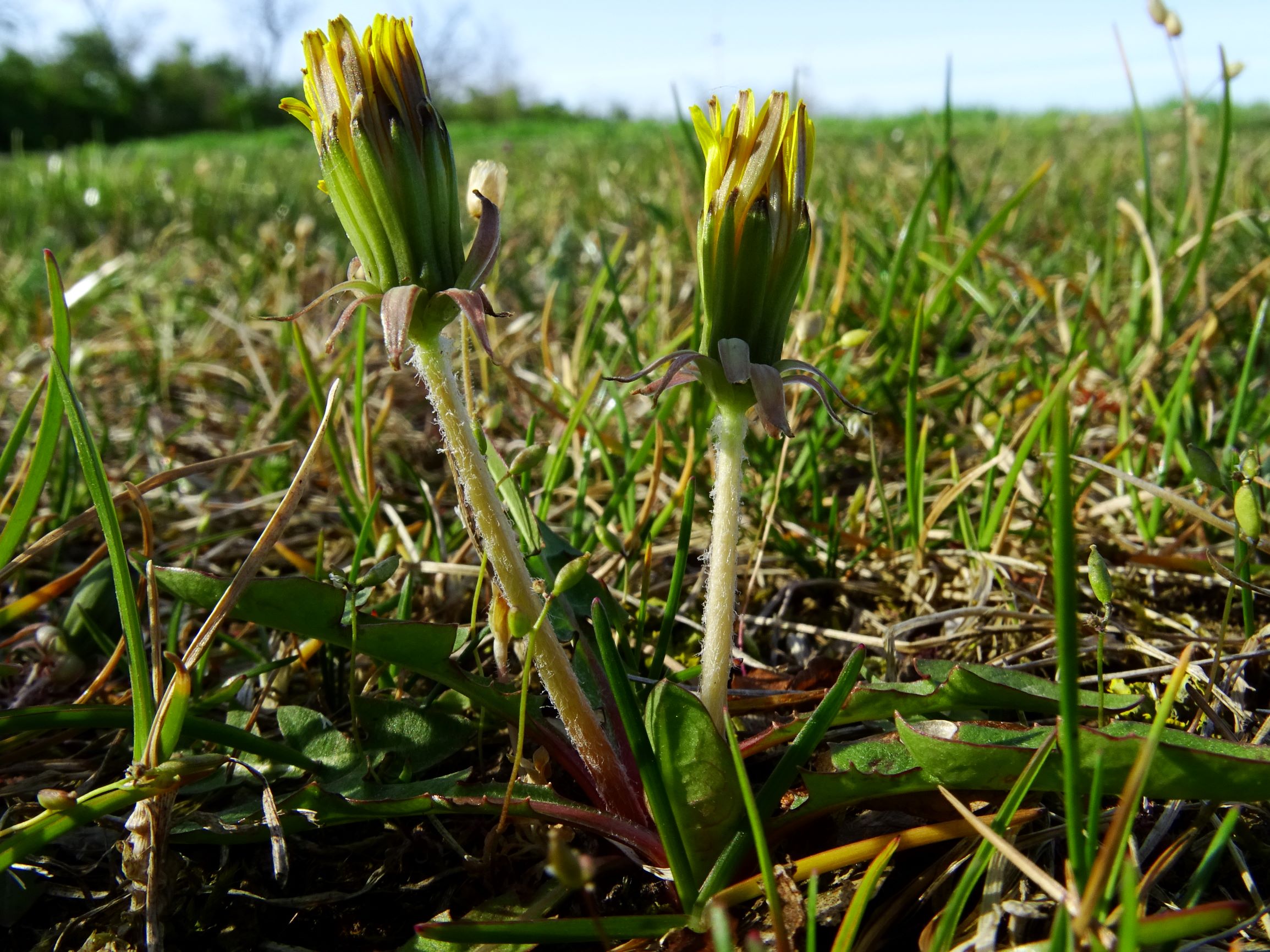 DSC07854 prellenkirchen taraxacum sp..JPG