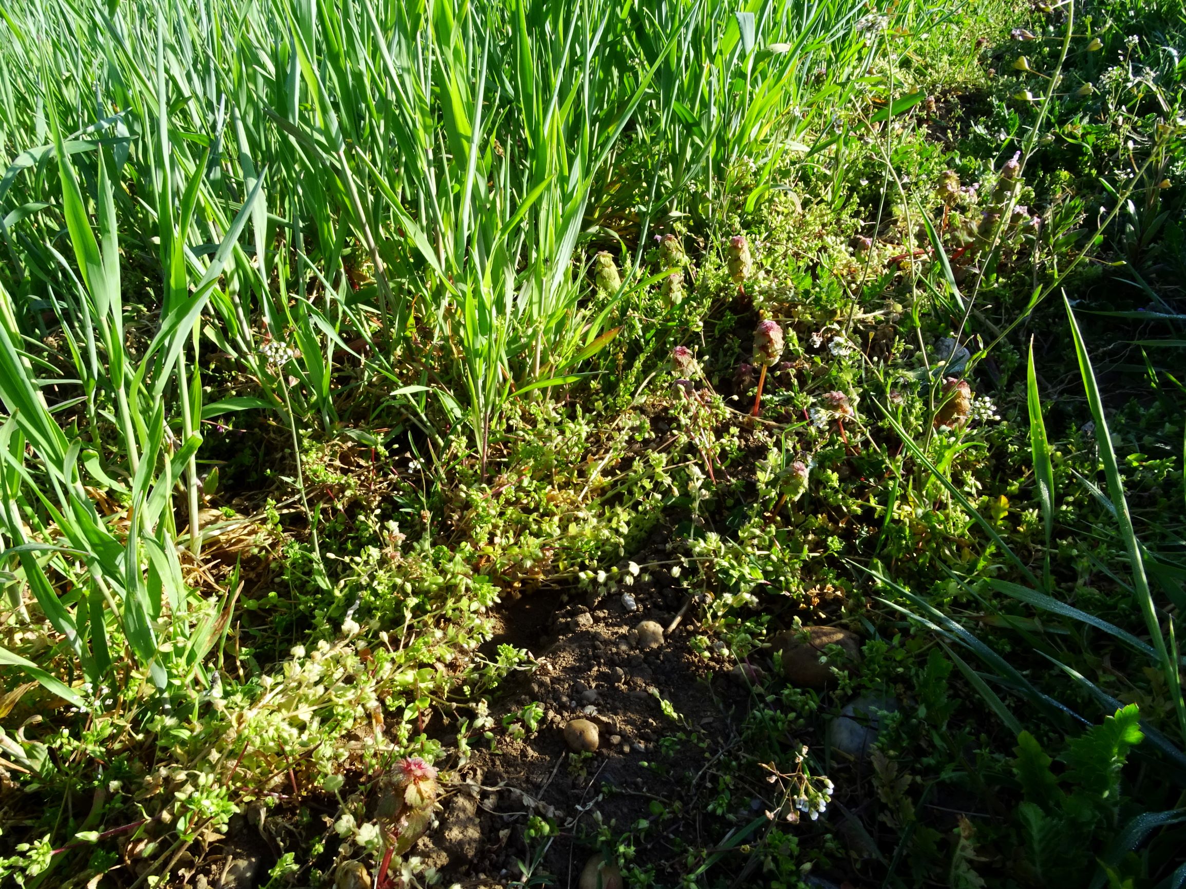 DSC07685 prellenkirchen stellaria pallida.JPG