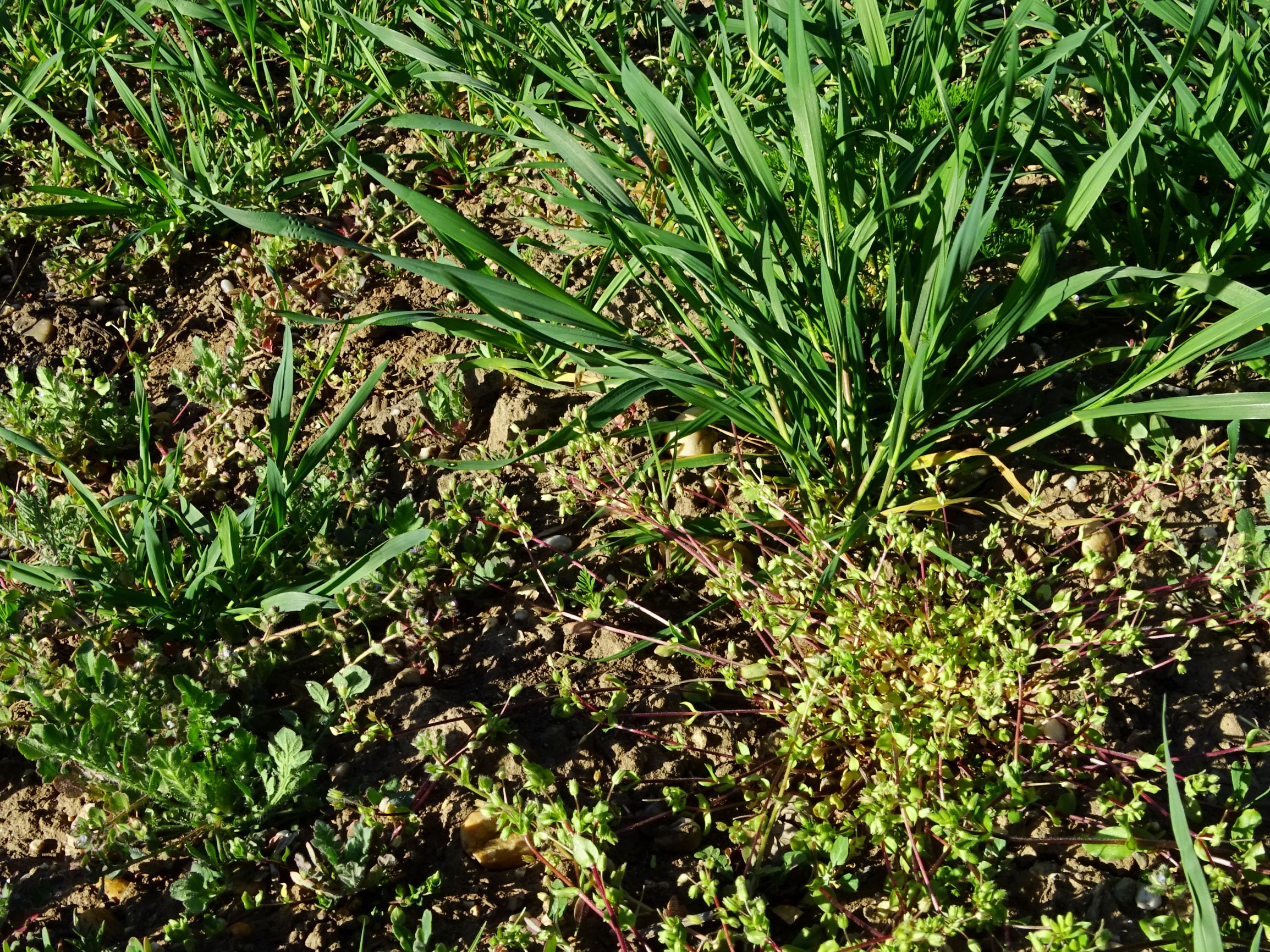 DSC07693 prellenkirchen stellaria pallida.JPG