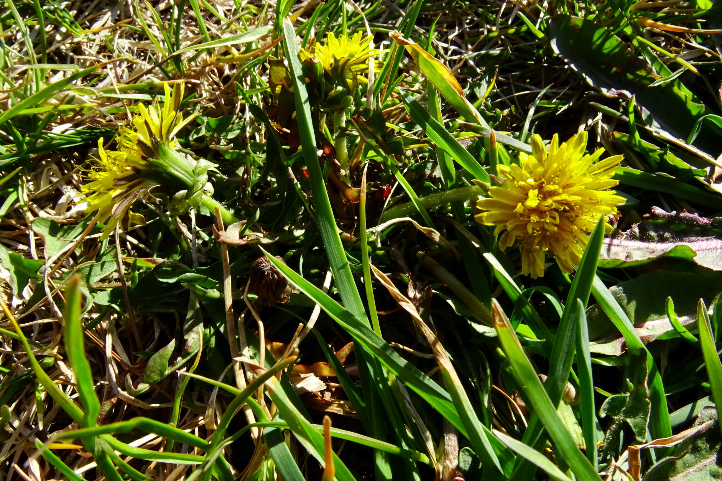 DSC07892 prellenkirchen taraxacum laevigatum agg..JPG