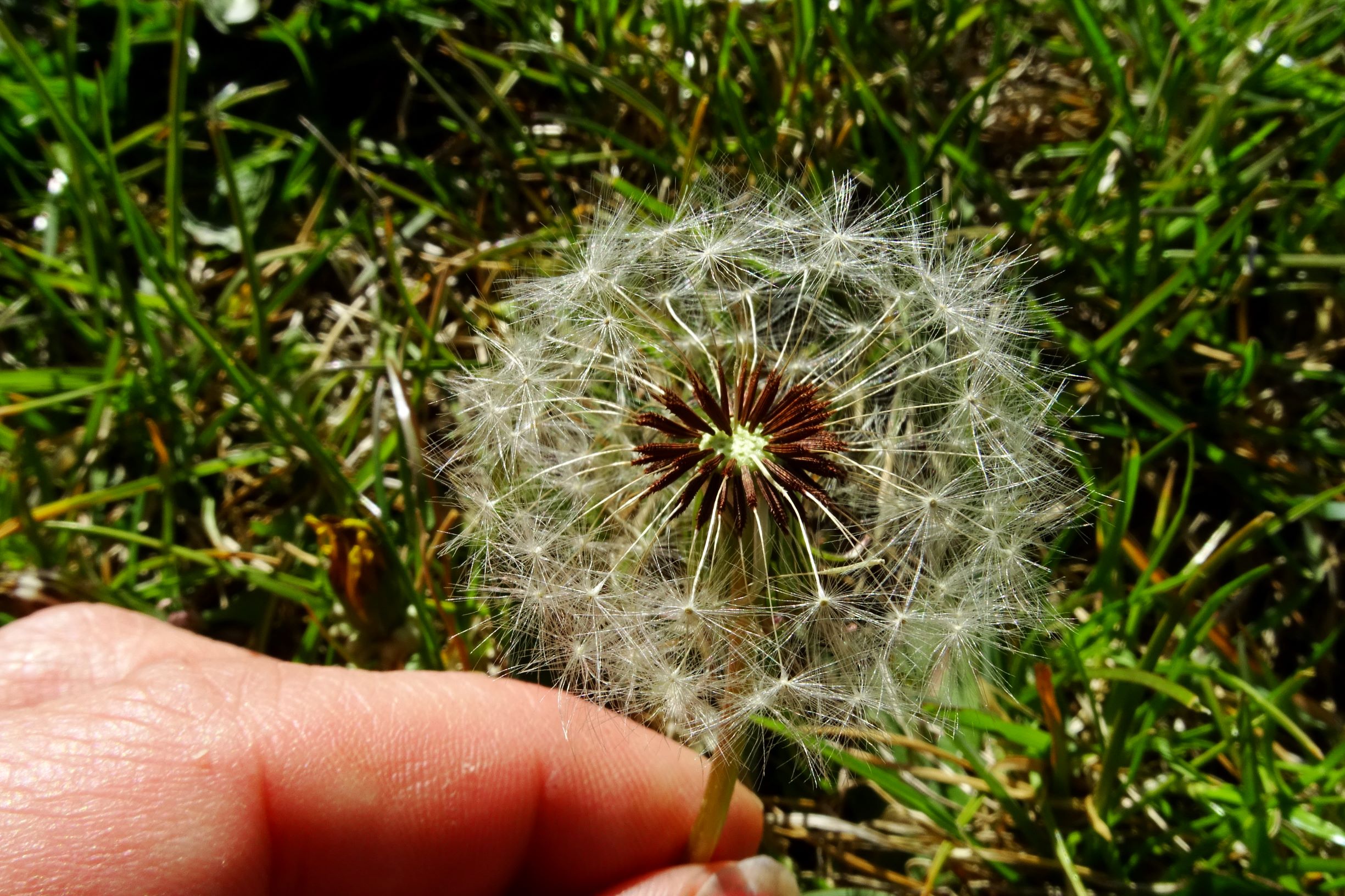 DSC07893 prellenkirchen taraxacum laevigatum agg..JPG