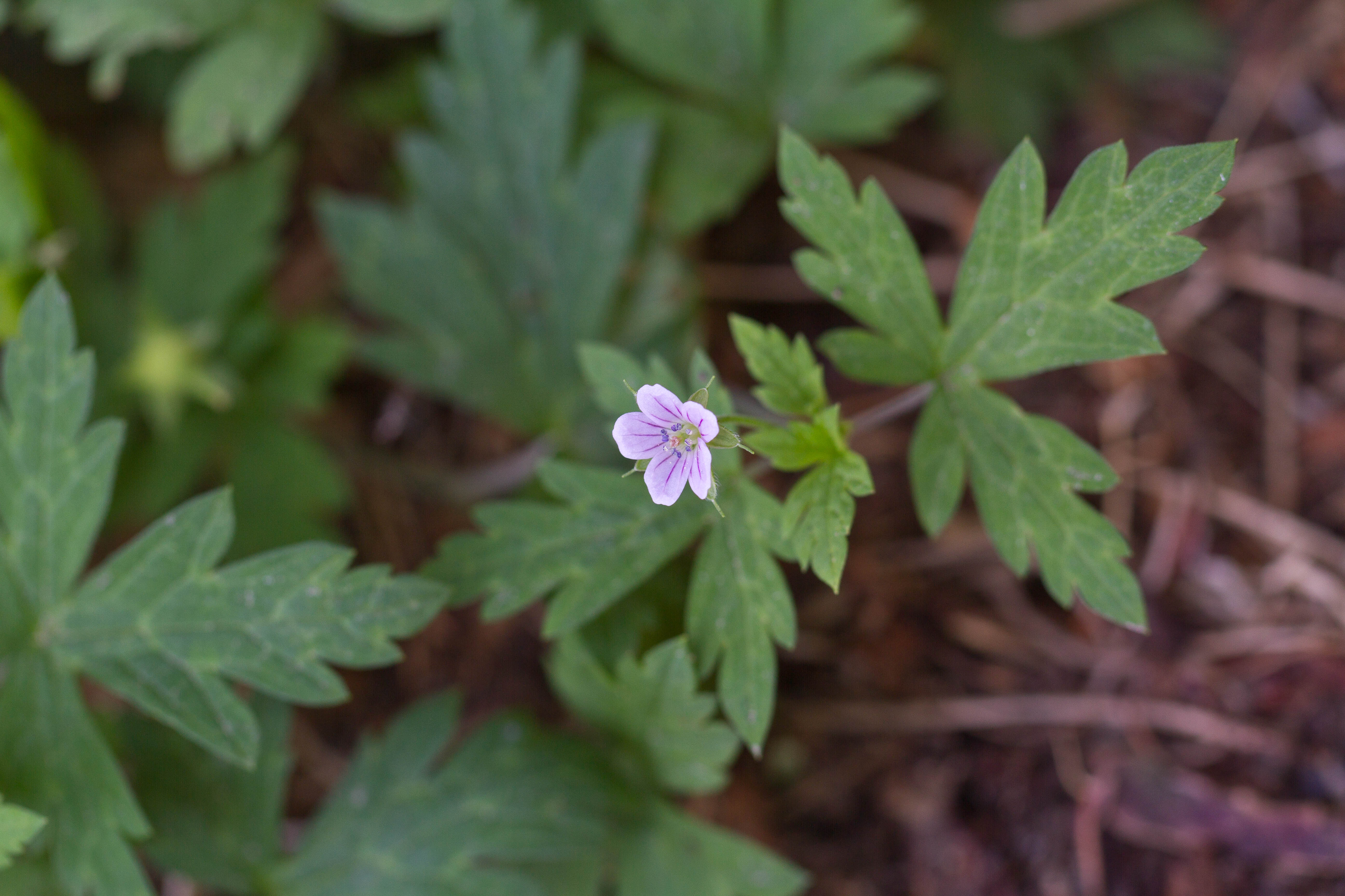 Geraniaceae_Geranium sibiricum 1-2.jpg