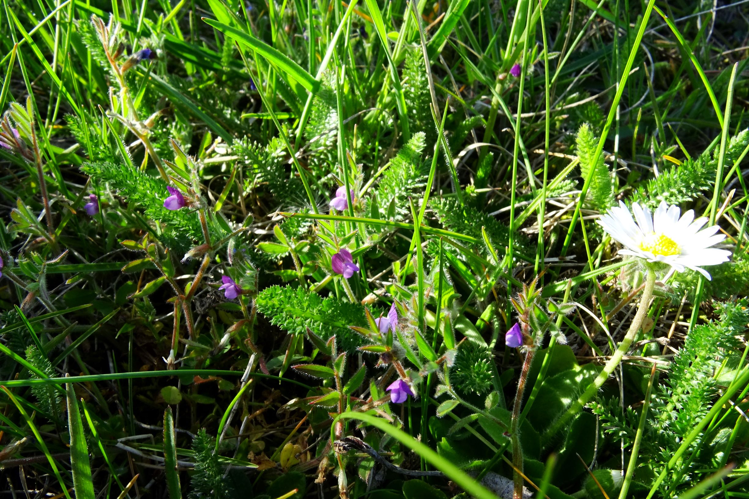 DSC07915 prellenkirchen vicia lathyroides.JPG