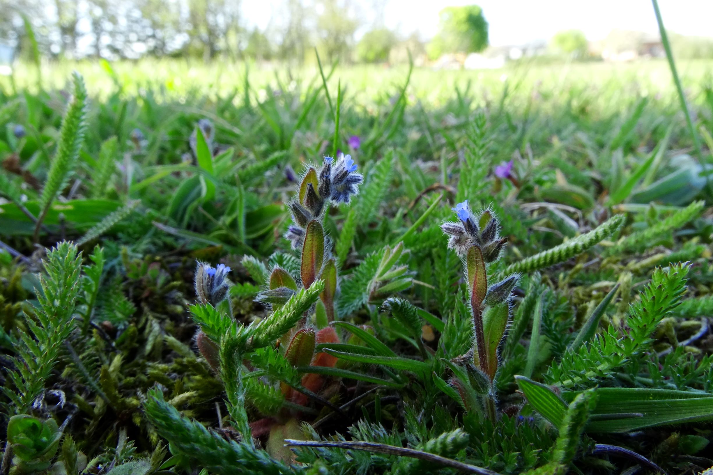 DSC07922 prellenkirchen myosotis stricta, vicia lathyroides.JPG