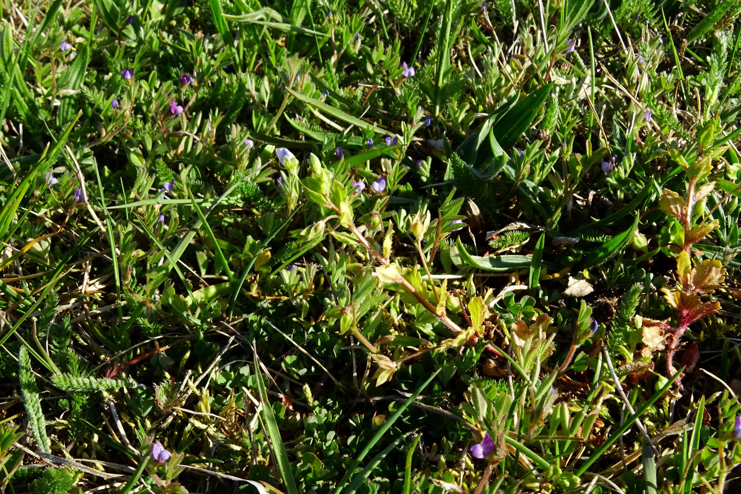 DSC07934 prellenkirchen vicia lathyroides, veronica persica.JPG