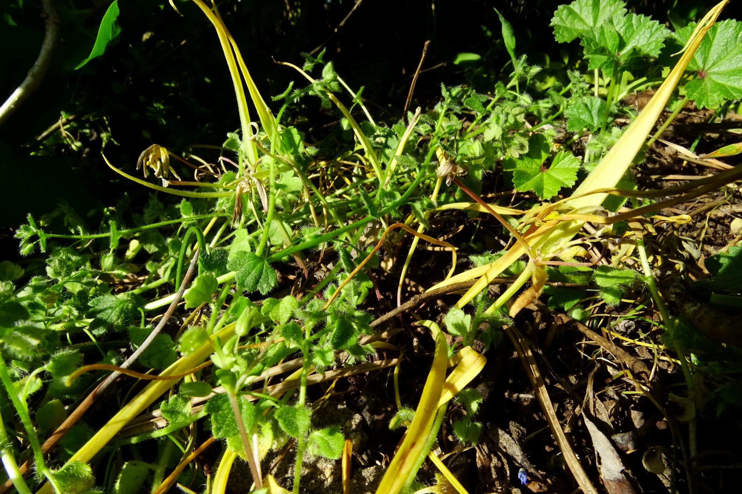 DSC07941 prellenkirchen gagea pratensis agg., veronica sublobata.JPG