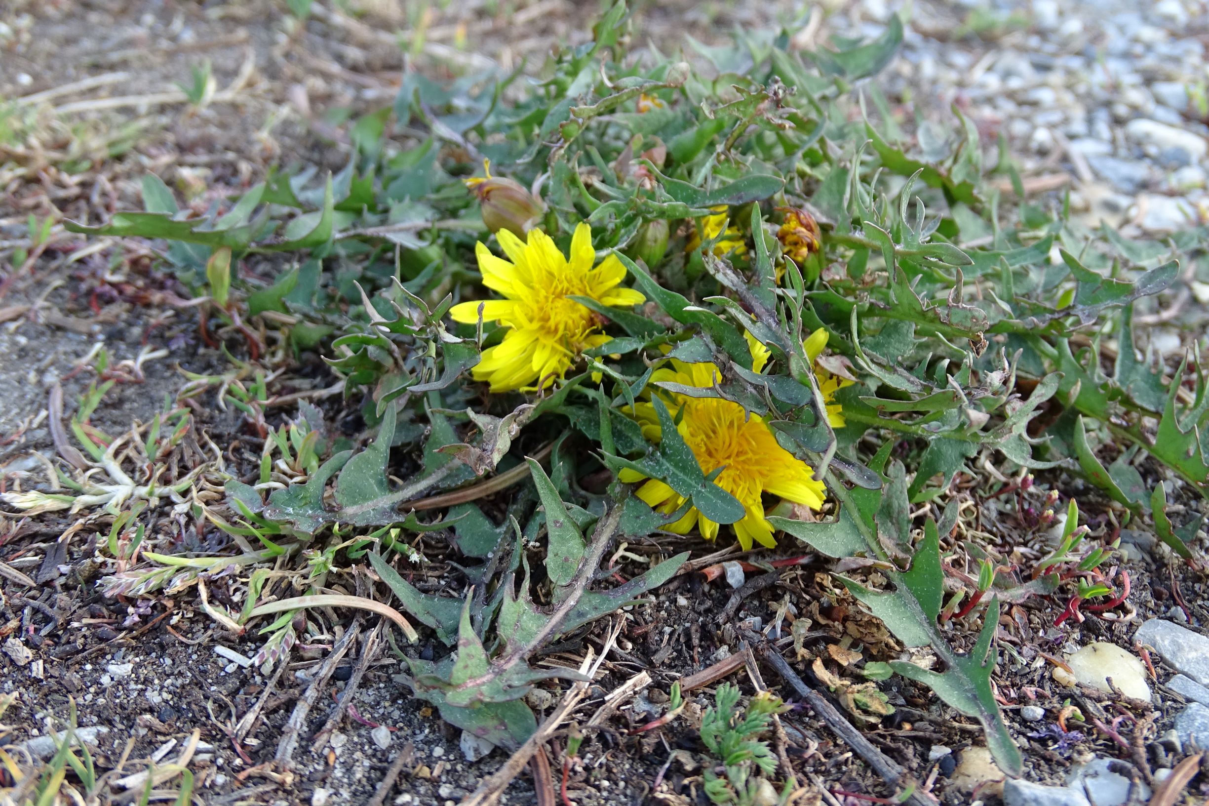 DSC07948 prellenkirchen taraxacum laevigatum agg..JPG