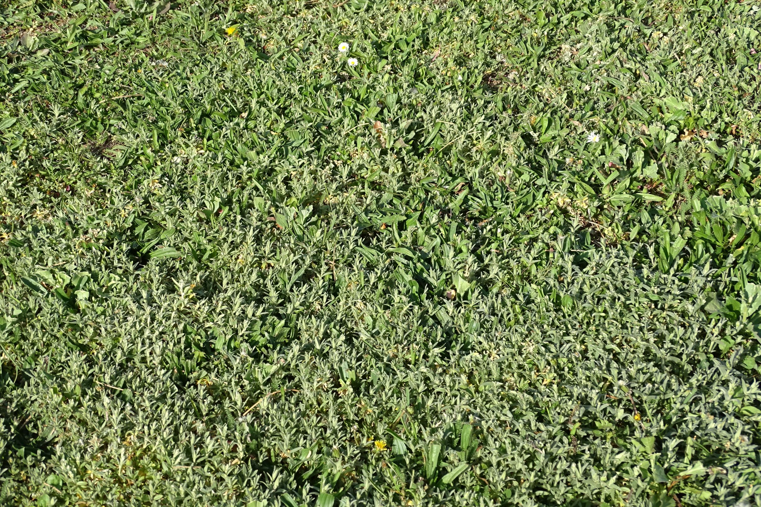 DSC07952 prellenkirchen cerastium arvense arvense.JPG