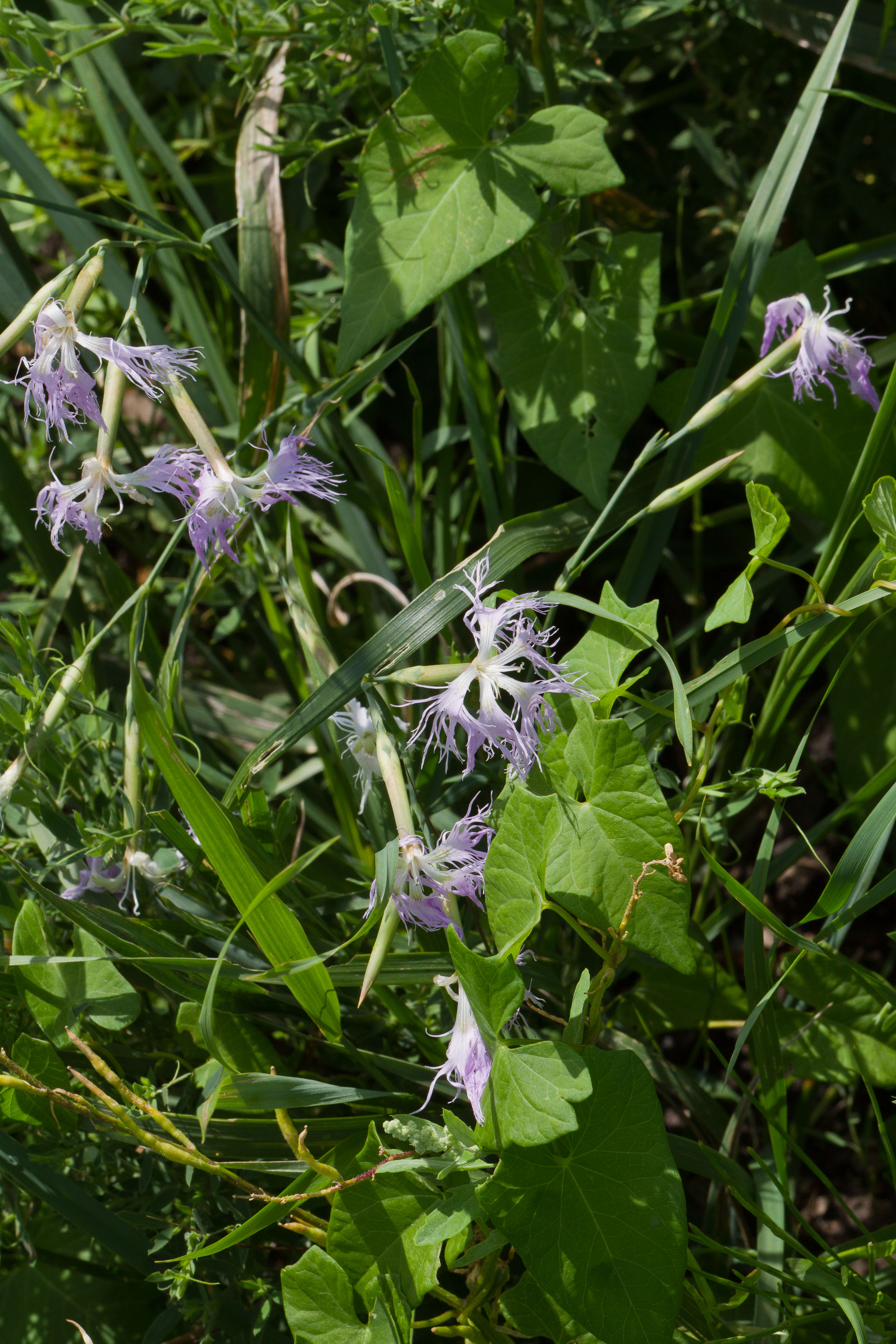 Caryophyllaceae_Dianthus superbus 1.jpg