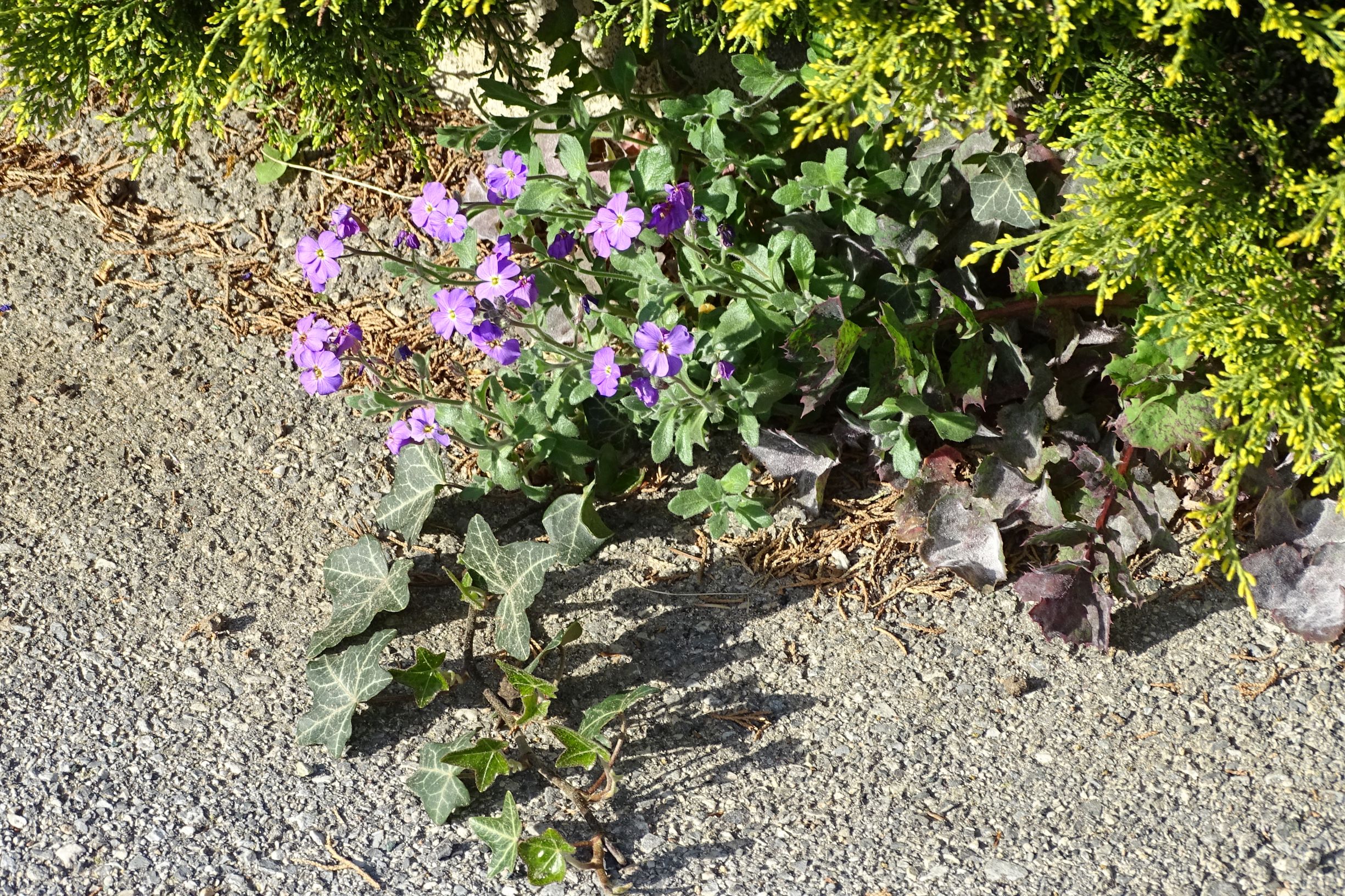 DSC07958 prellenkirchen kirchengasse aubrieta deltoidea.JPG