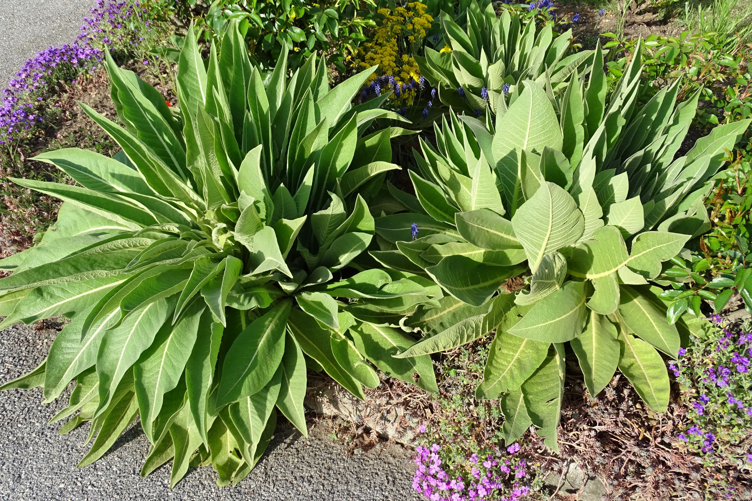 DSC07963 prellenkirchen kirchengasse verbascum speciosum.JPG