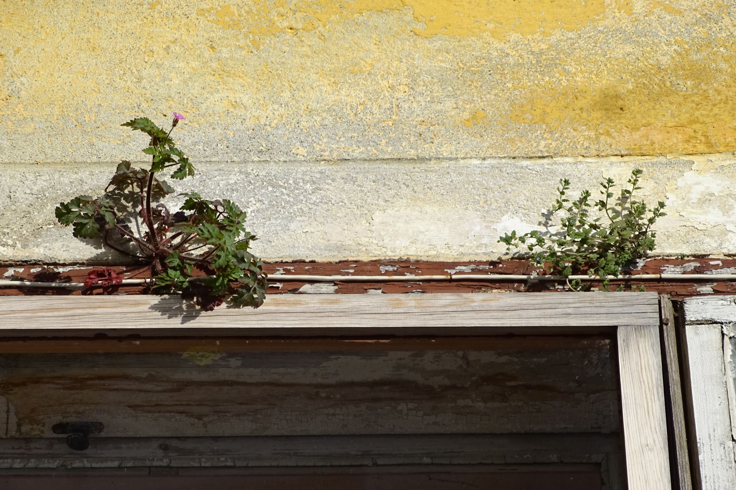 DSC07973 prellenkirchen kirchengasse fenstergeranien einmal anders - geranium robertianum.JPG