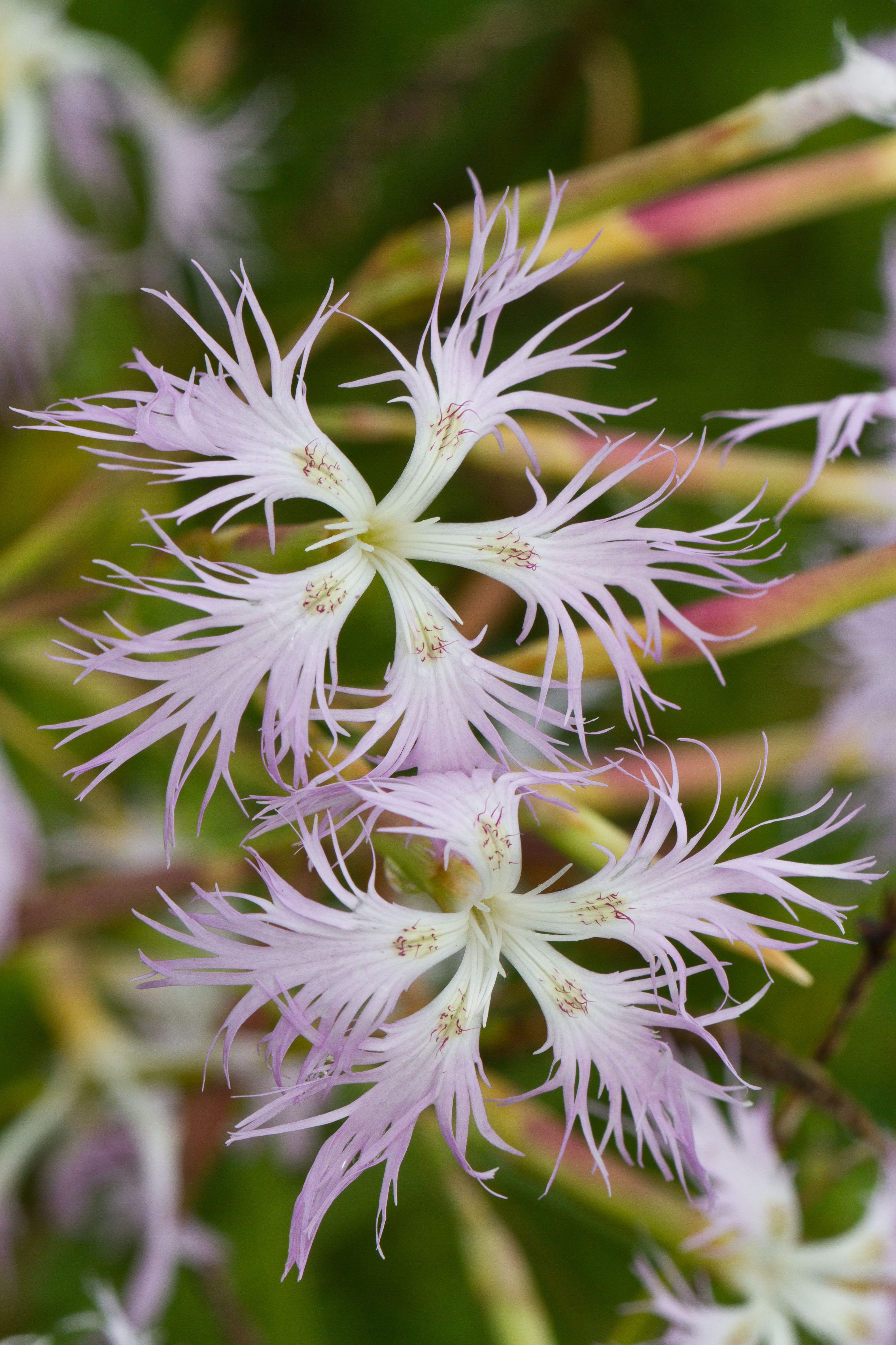 Caryophyllaceae_Dianthus superbus 2-2.jpg