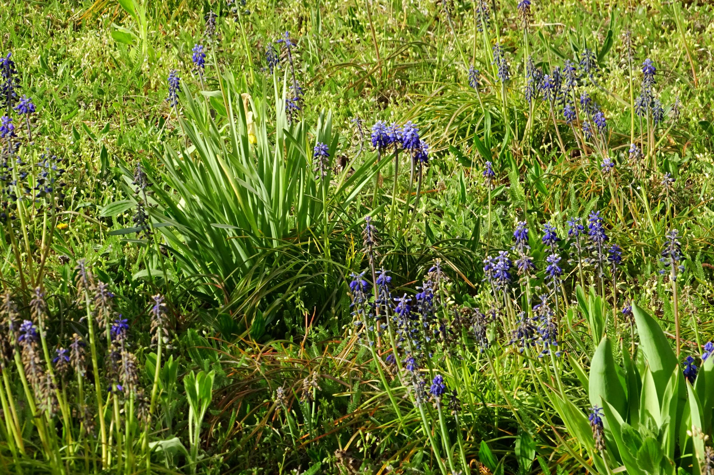 DSC07989 prellenkirchen kirchengasse muscari cf. armeniacum.JPG