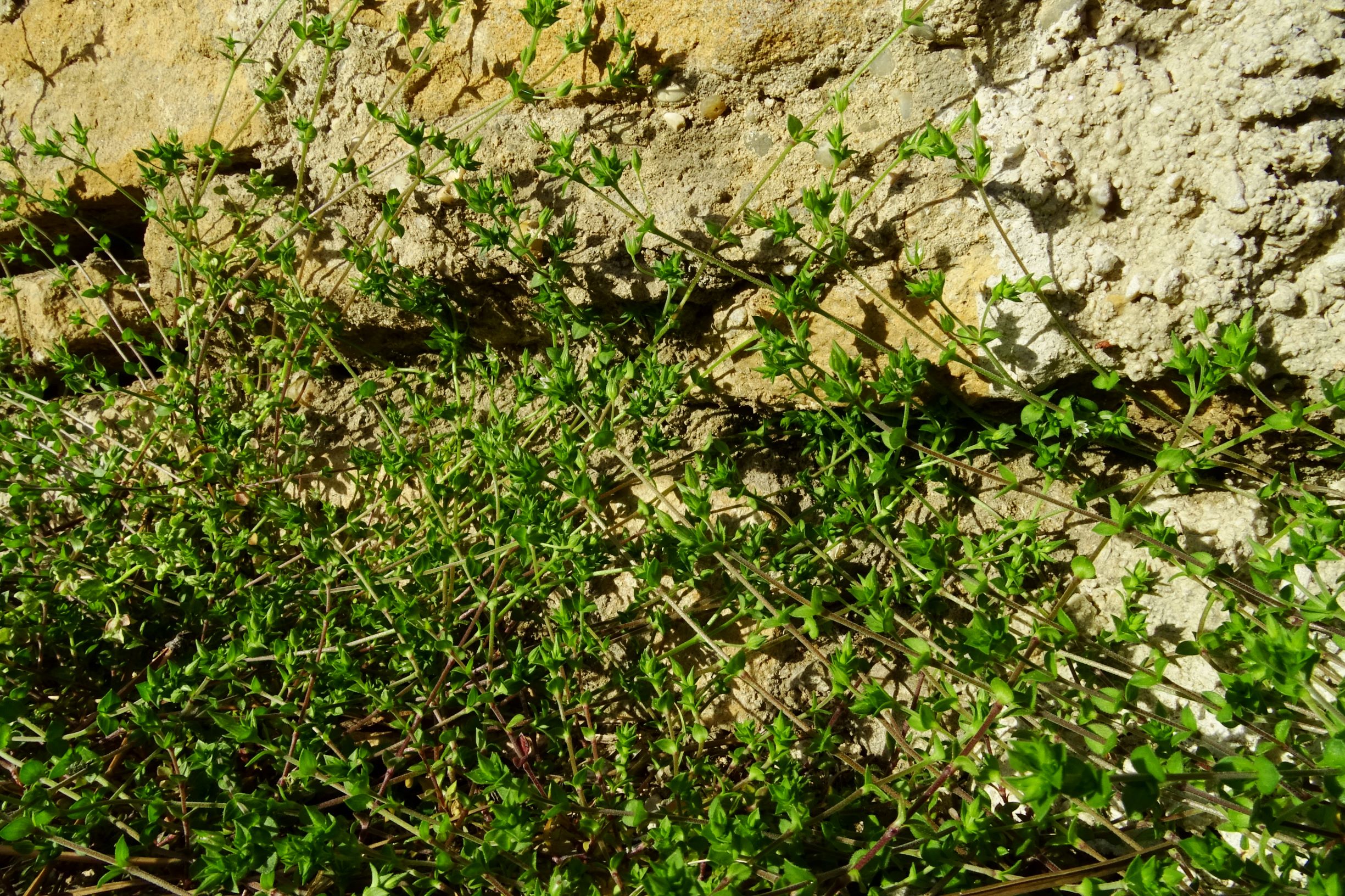 DSC07995 prellenkirchen kirchengasse arenaria cf. serpyllifolia.JPG