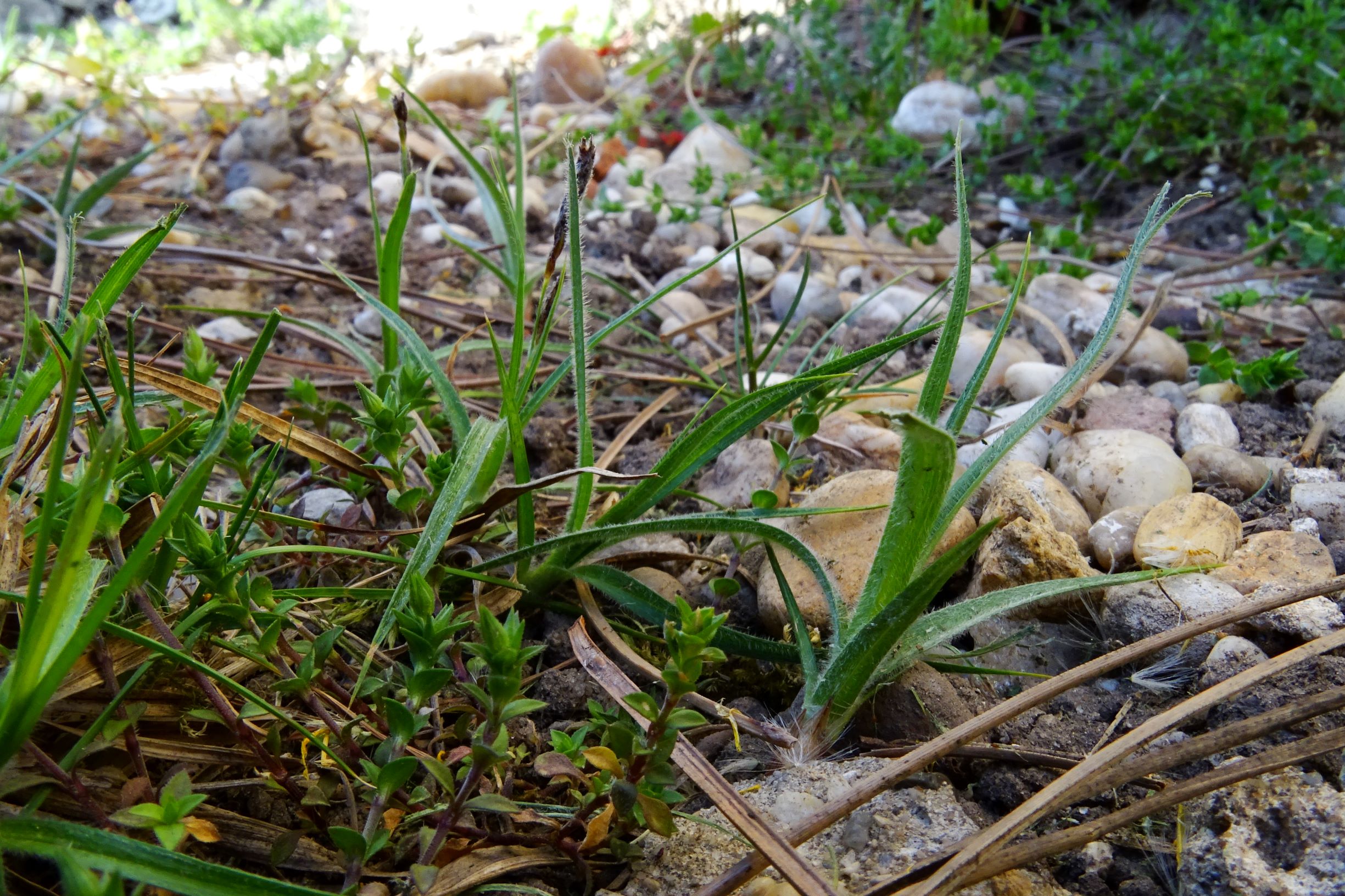 DSC07999 prellenkirchen kirchengasse carex hirta.JPG