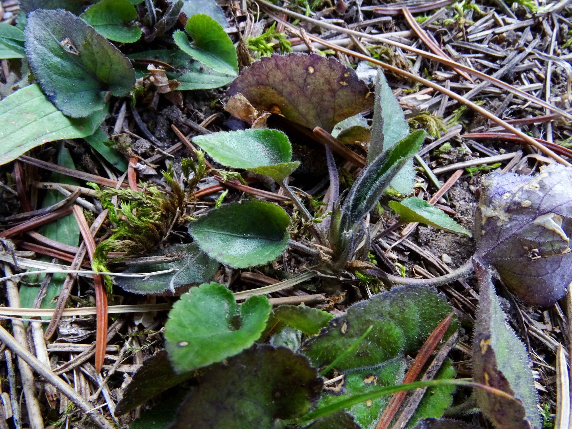 DSC08019 prellenkirchen kirchengasse viola alba.JPG